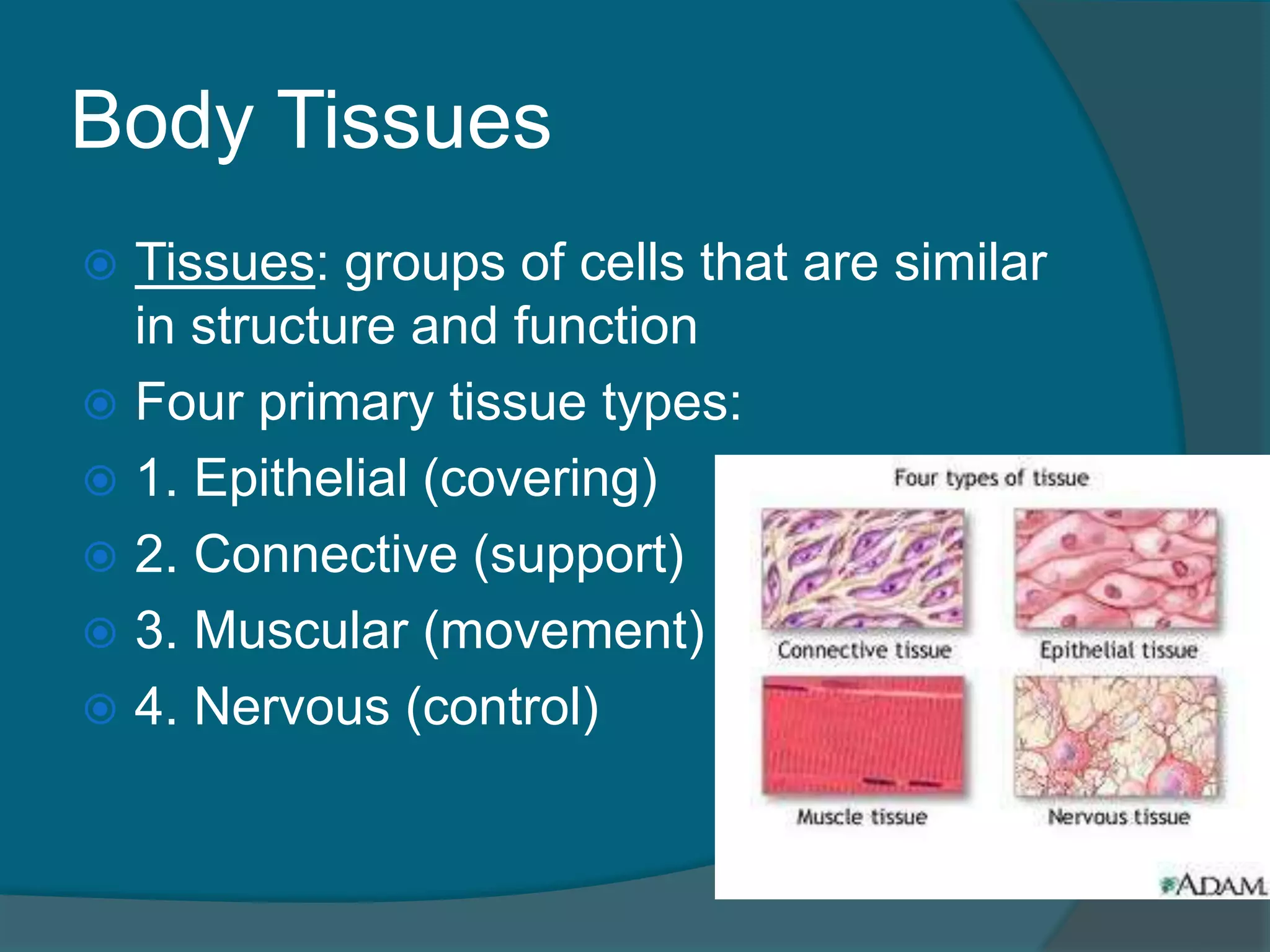 Body Tissues
 Tissues: groups of cells that are similar
in structure and function
 Four primary tissue types:
 1. Epithelial (covering)
 2. Connective (support)
 3. Muscular (movement)
 4. Nervous (control)
 