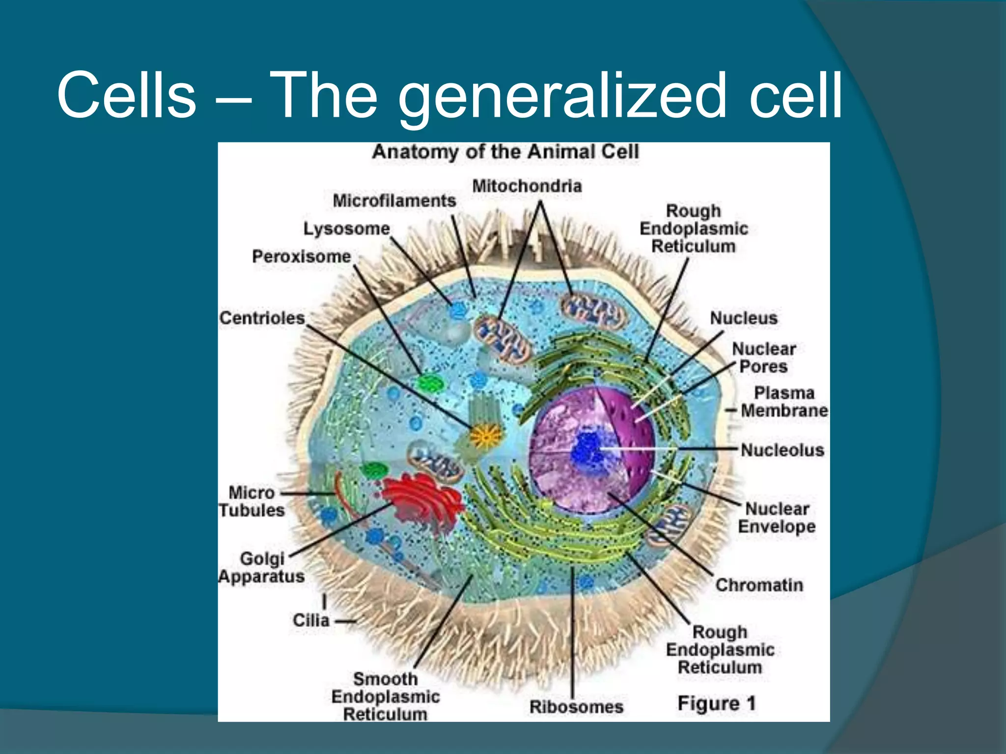 Cells – The generalized cell
 