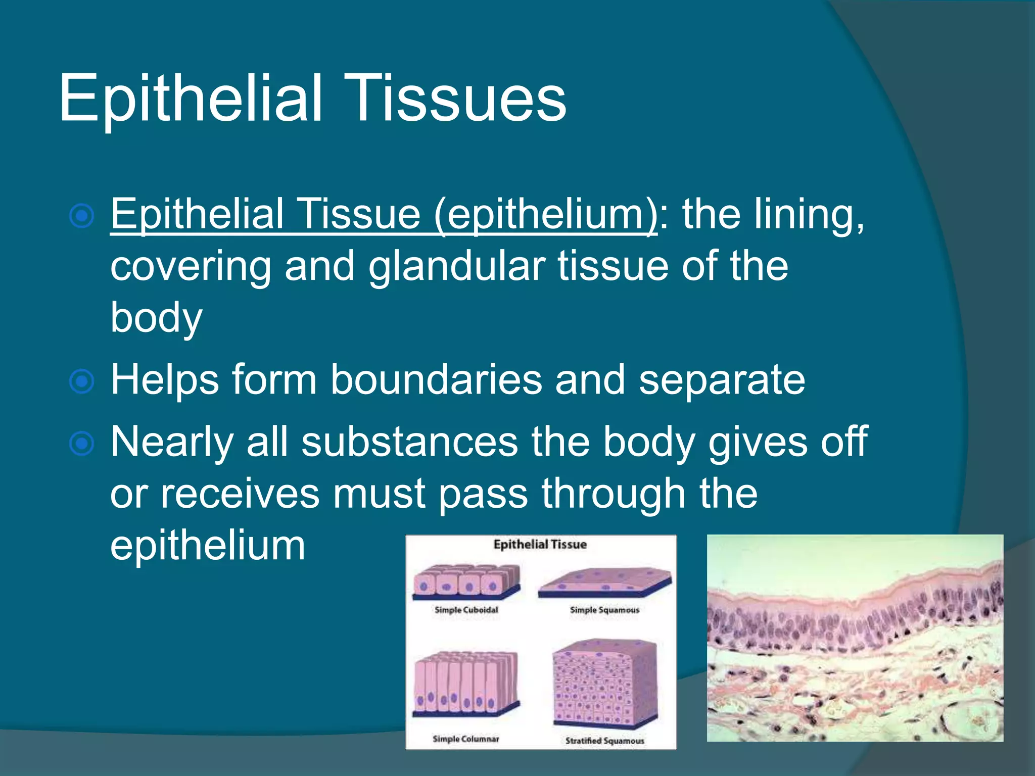 Epithelial Tissues
 Epithelial Tissue (epithelium): the lining,
covering and glandular tissue of the
body
 Helps form boundaries and separate
 Nearly all substances the body gives off
or receives must pass through the
epithelium
 