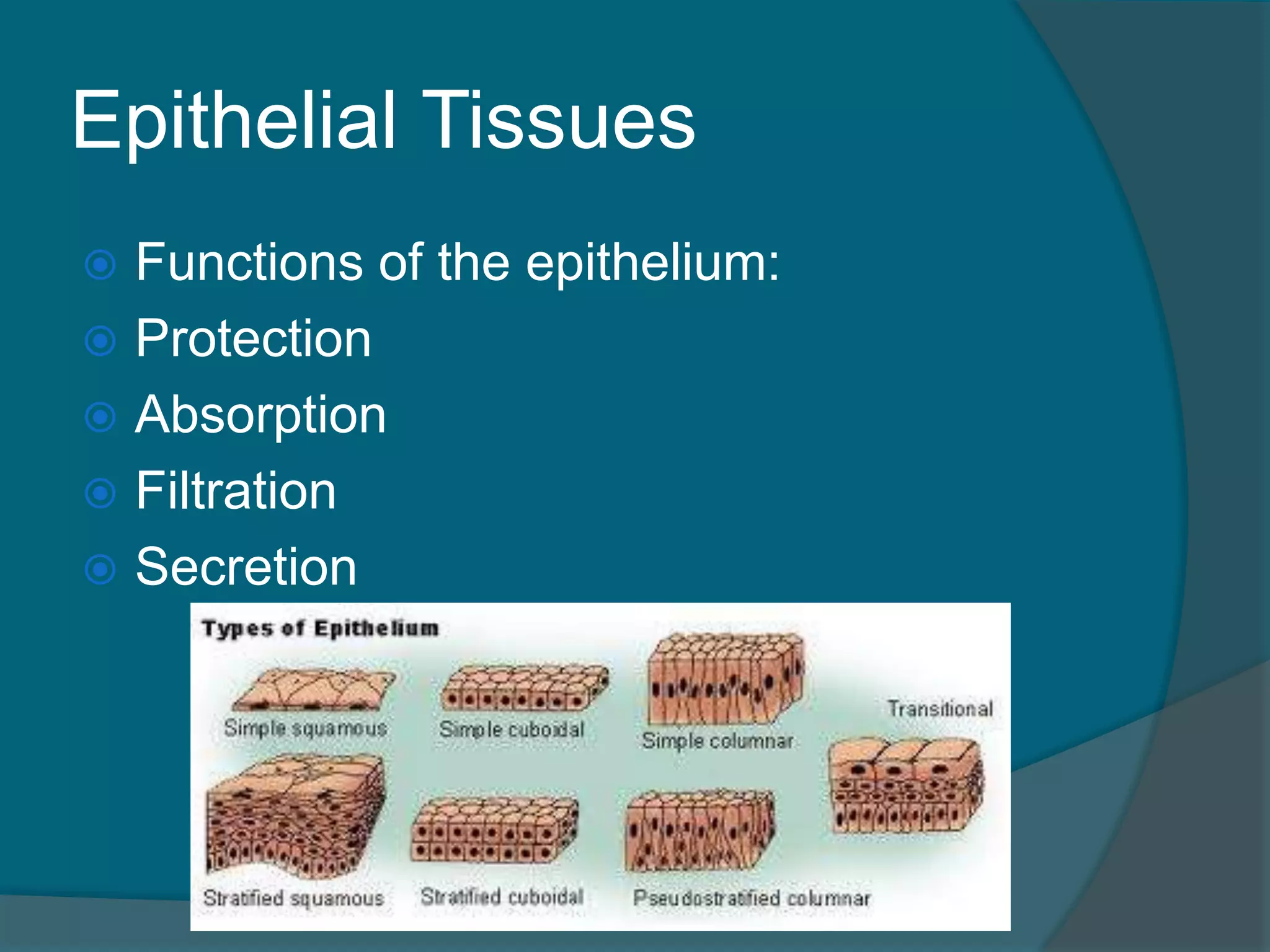 Epithelial Tissues
 Functions of the epithelium:
 Protection
 Absorption
 Filtration
 Secretion
 