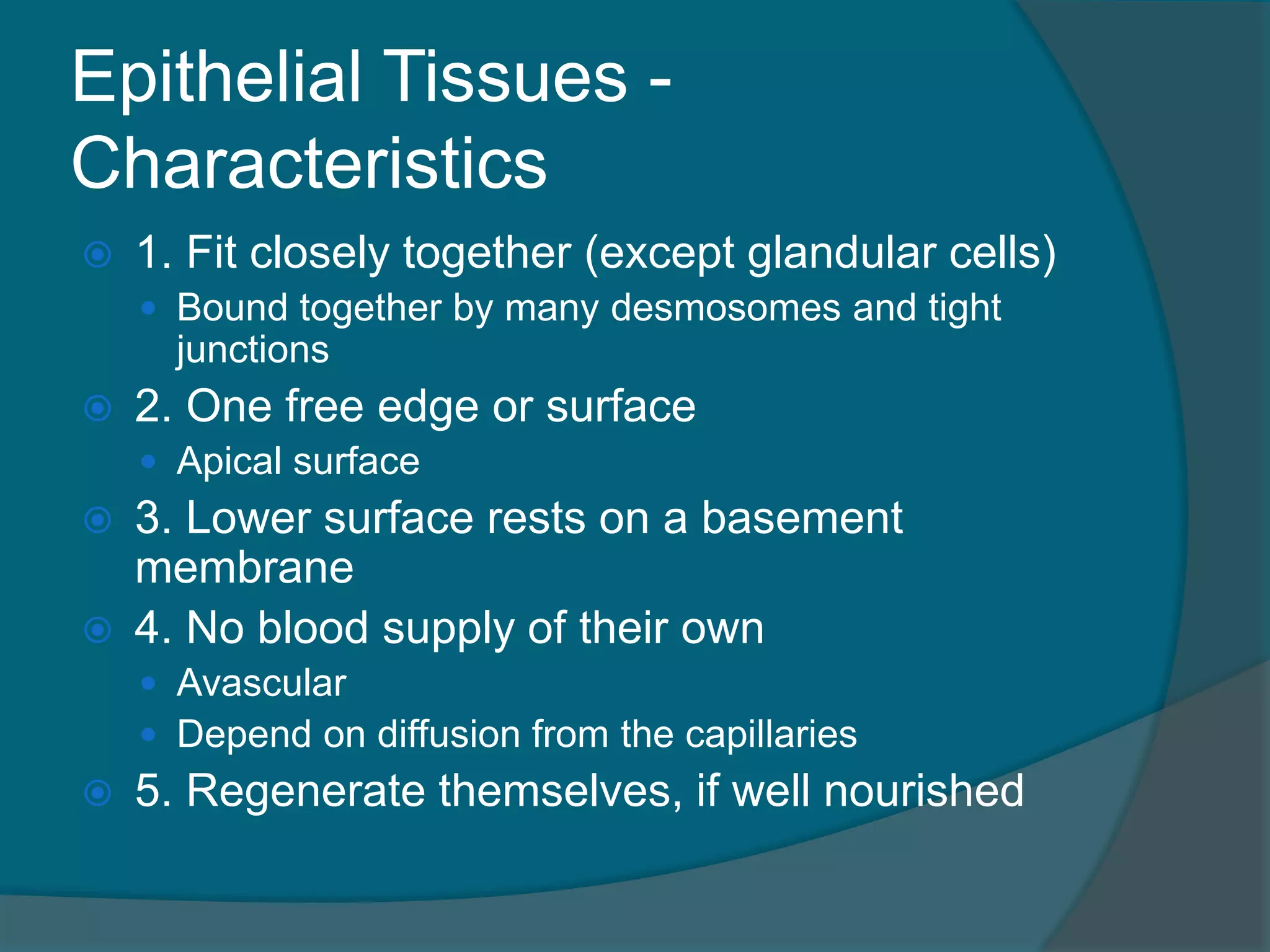 Epithelial Tissues -
Characteristics
 1. Fit closely together (except glandular cells)
 Bound together by many desmosomes and tight
junctions
 2. One free edge or surface
 Apical surface
 3. Lower surface rests on a basement
membrane
 4. No blood supply of their own
 Avascular
 Depend on diffusion from the capillaries
 5. Regenerate themselves, if well nourished
 