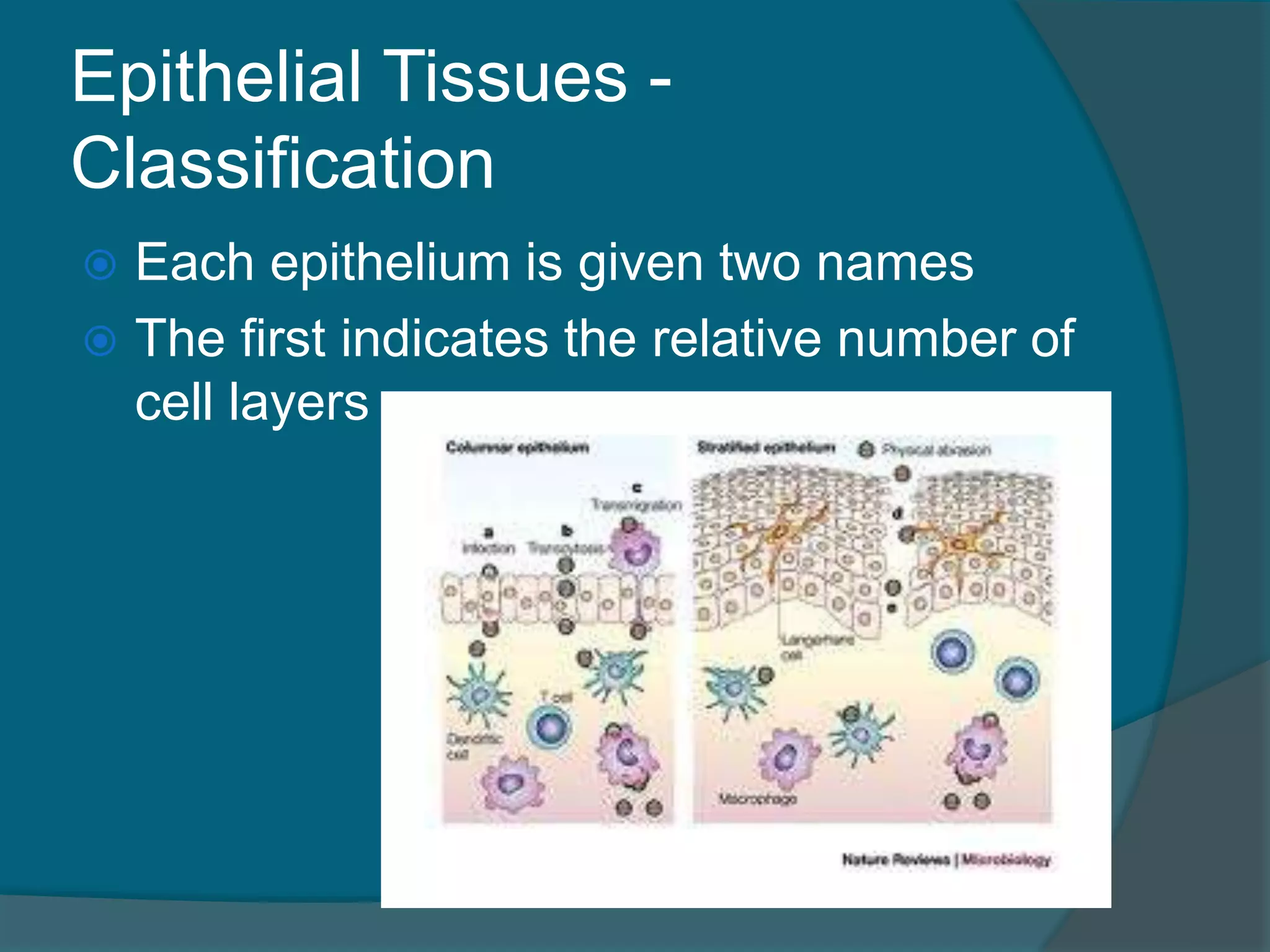 Epithelial Tissues -
Classification
 Each epithelium is given two names
 The first indicates the relative number of
cell layers
 