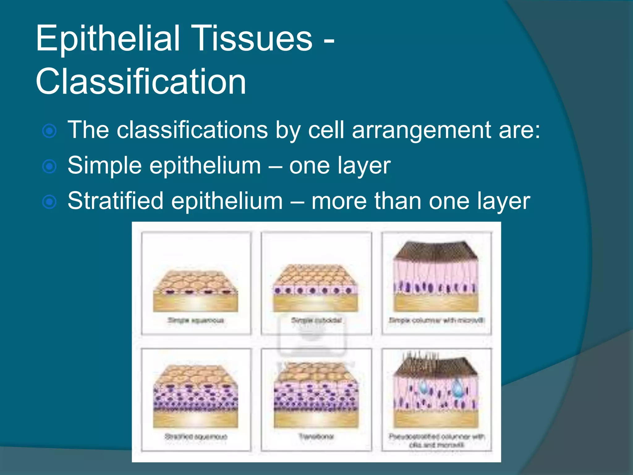 Epithelial Tissues -
Classification
 The classifications by cell arrangement are:
 Simple epithelium – one layer
 Stratified epithelium – more than one layer
 