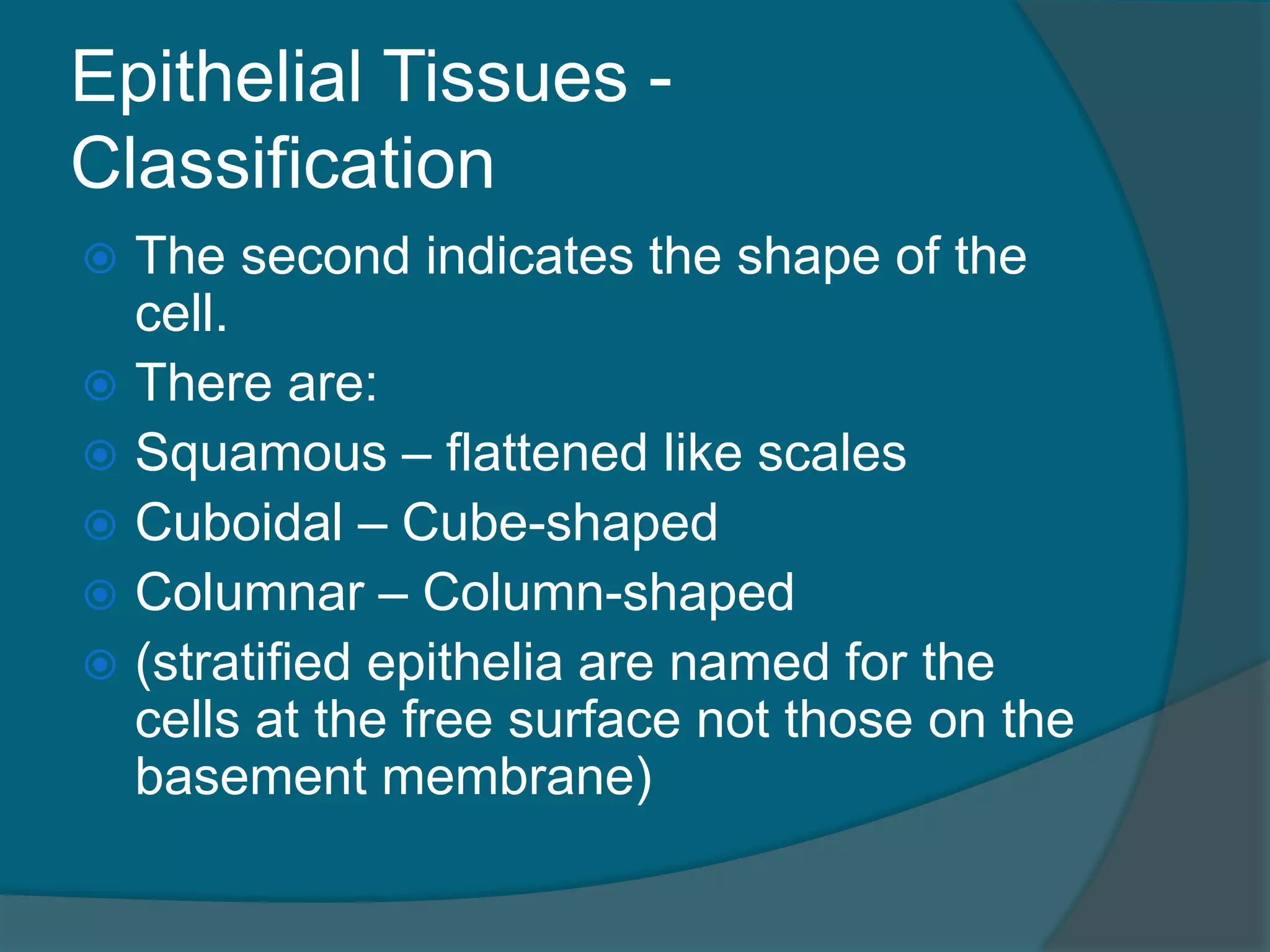 Epithelial Tissues -
Classification
 The second indicates the shape of the
cell.
 There are:
 Squamous – flattened like scales
 Cuboidal – Cube-shaped
 Columnar – Column-shaped
 (stratified epithelia are named for the
cells at the free surface not those on the
basement membrane)
 