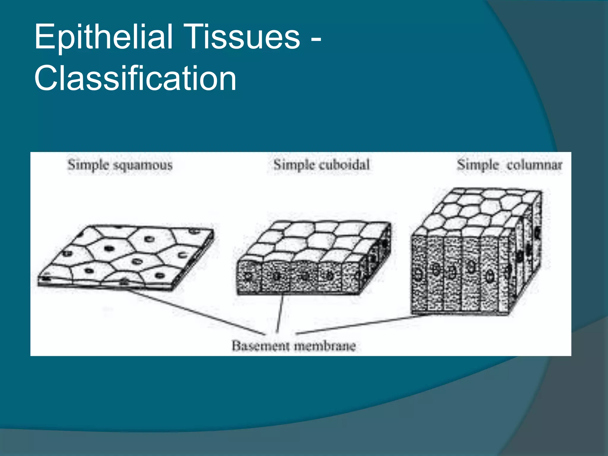 Epithelial Tissues -
Classification
 