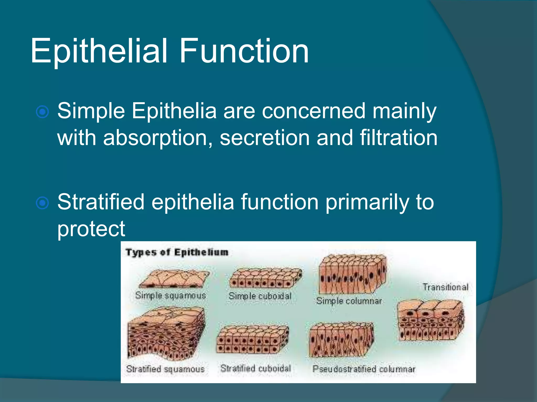 Epithelial Function
 Simple Epithelia are concerned mainly
with absorption, secretion and filtration
 Stratified epithelia function primarily to
protect
 