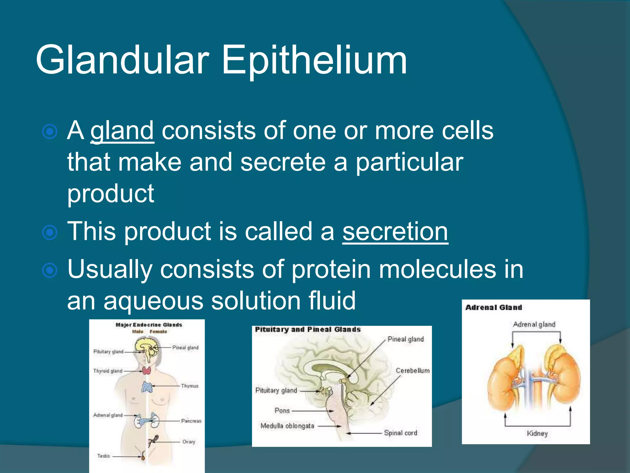 Glandular Epithelium
 A gland consists of one or more cells
that make and secrete a particular
product
 This product is called a secretion
 Usually consists of protein molecules in
an aqueous solution fluid
 