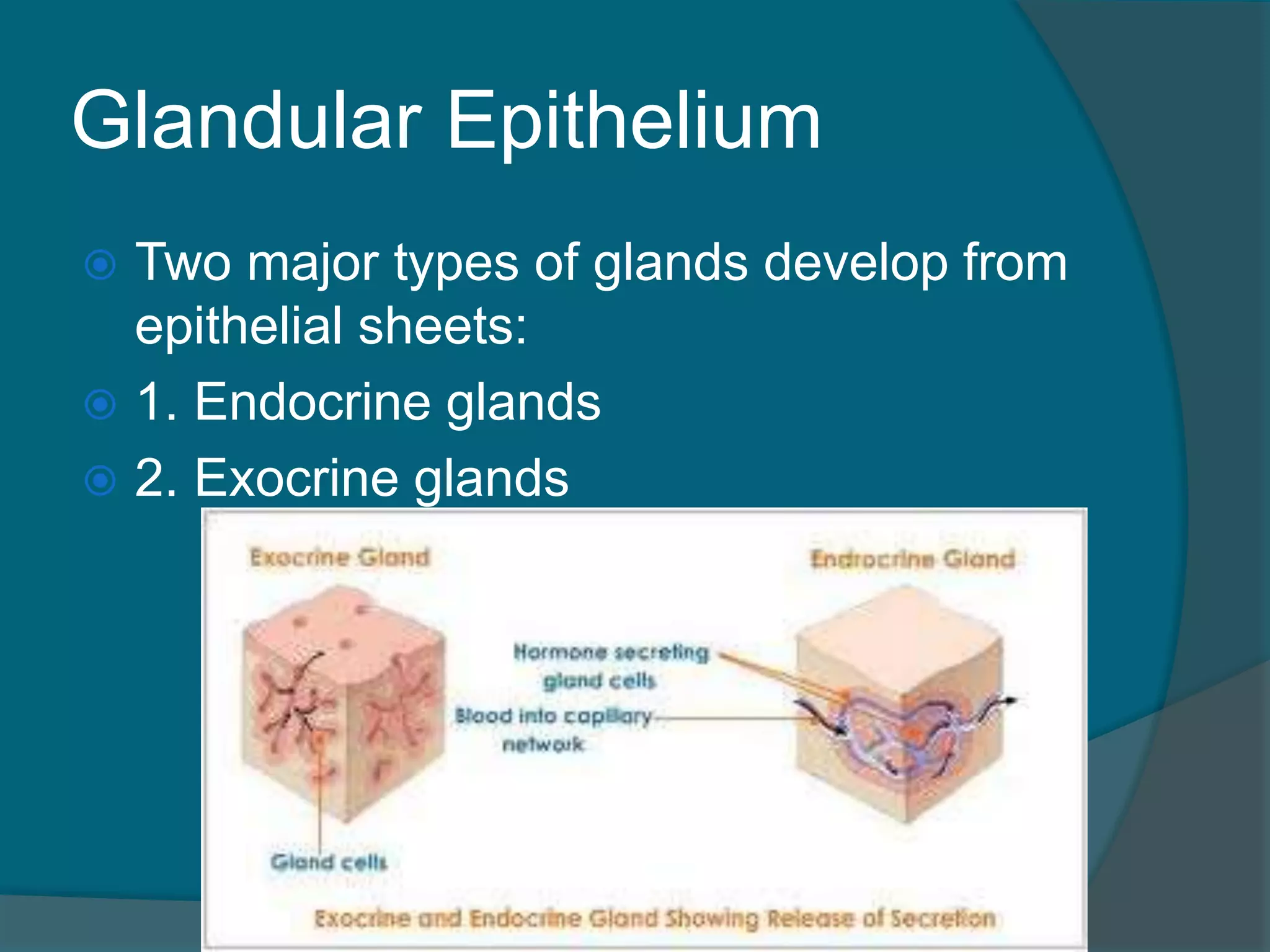 Glandular Epithelium
 Two major types of glands develop from
epithelial sheets:
 1. Endocrine glands
 2. Exocrine glands
 