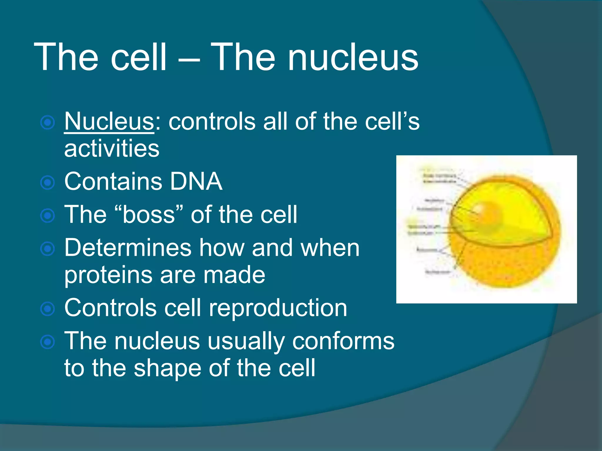 The cell – The nucleus
 Nucleus: controls all of the cell’s
activities
 Contains DNA
 The “boss” of the cell
 Determines how and when
proteins are made
 Controls cell reproduction
 The nucleus usually conforms
to the shape of the cell
 
