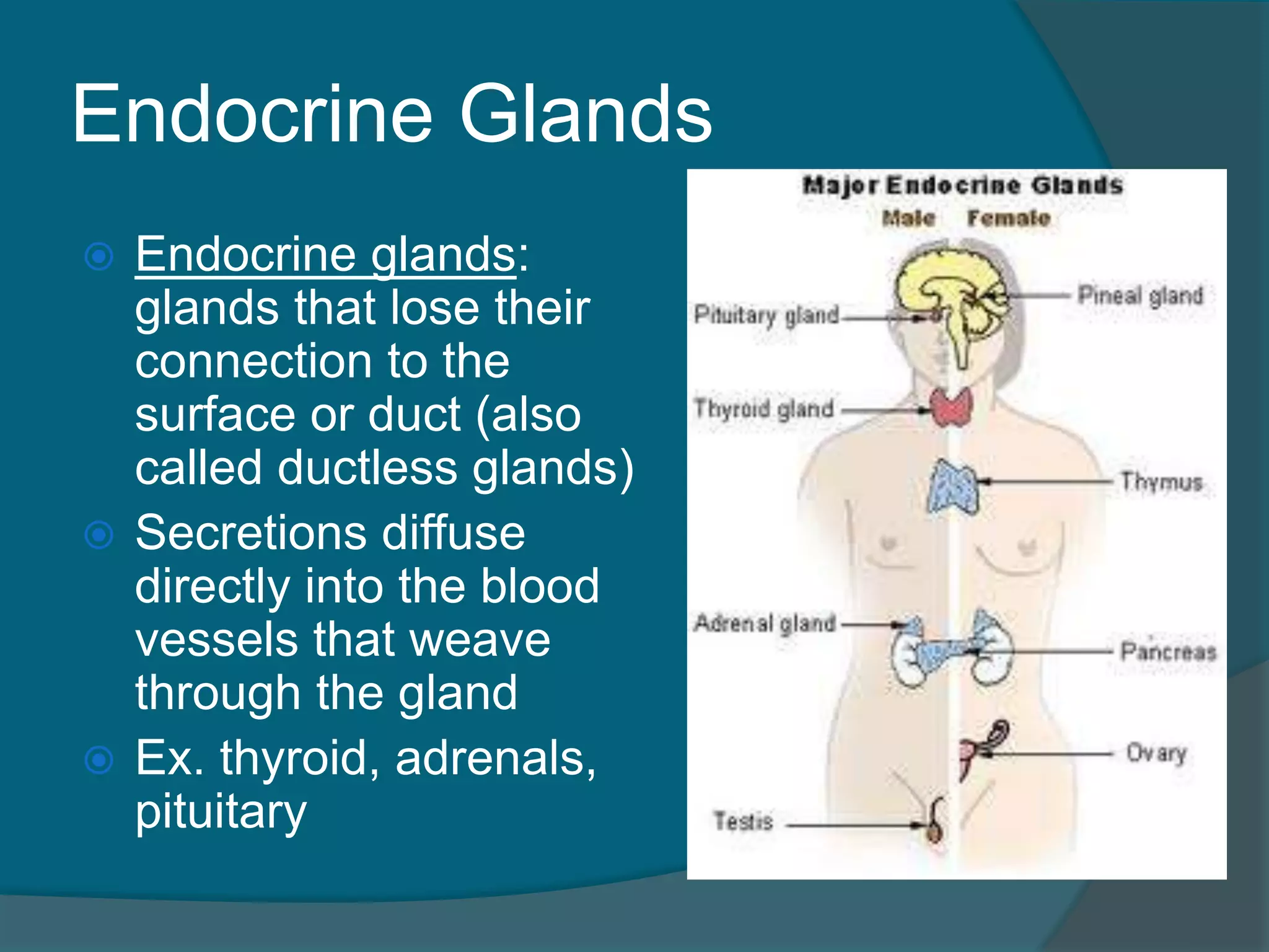 Endocrine Glands
 Endocrine glands:
glands that lose their
connection to the
surface or duct (also
called ductless glands)
 Secretions diffuse
directly into the blood
vessels that weave
through the gland
 Ex. thyroid, adrenals,
pituitary
 