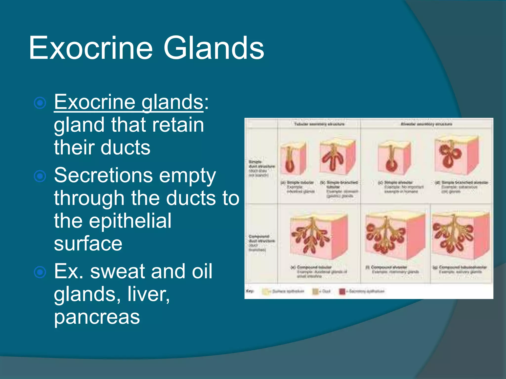 Exocrine Glands
 Exocrine glands:
gland that retain
their ducts
 Secretions empty
through the ducts to
the epithelial
surface
 Ex. sweat and oil
glands, liver,
pancreas
 
