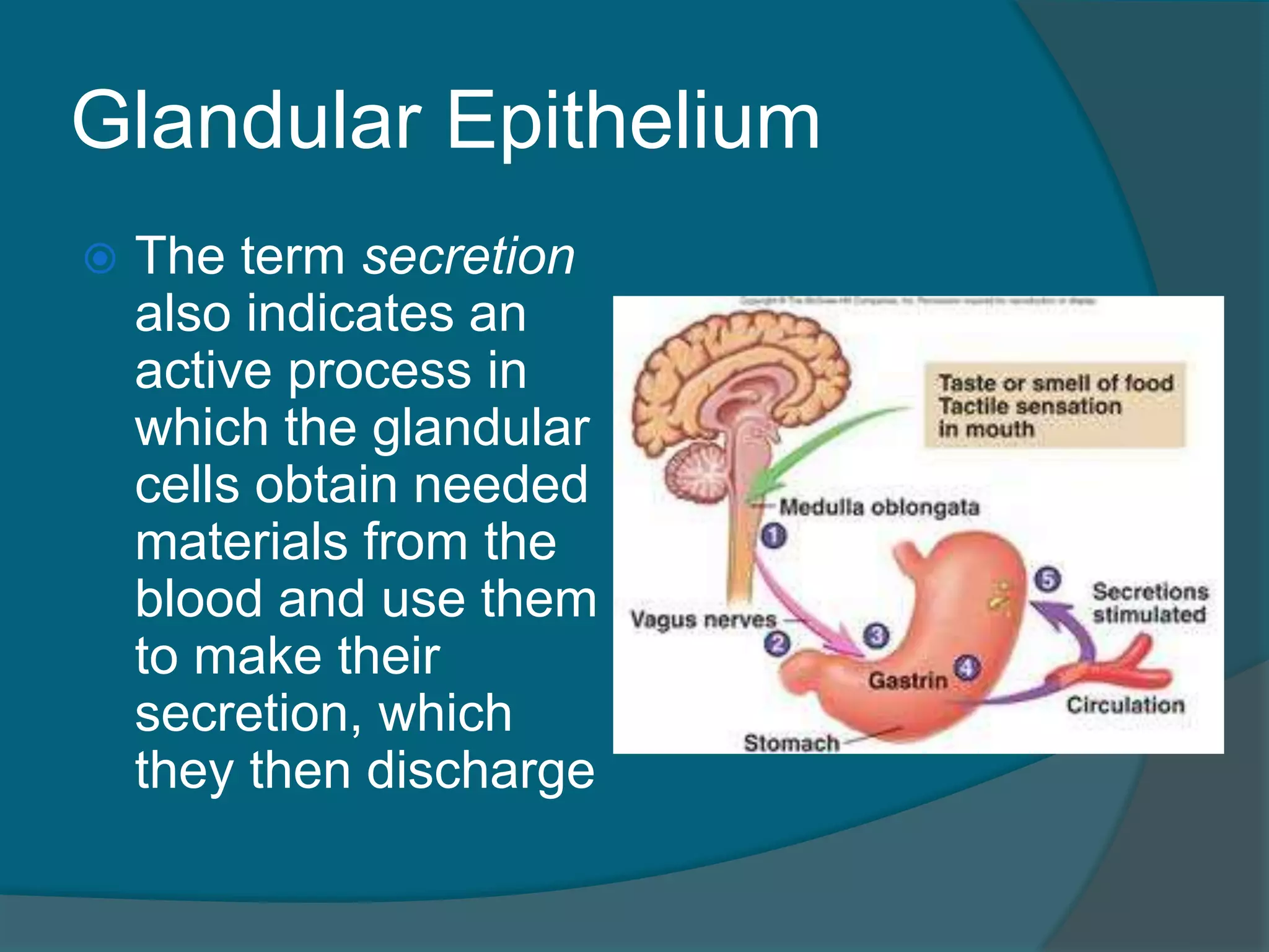 Glandular Epithelium
 The term secretion
also indicates an
active process in
which the glandular
cells obtain needed
materials from the
blood and use them
to make their
secretion, which
they then discharge
 