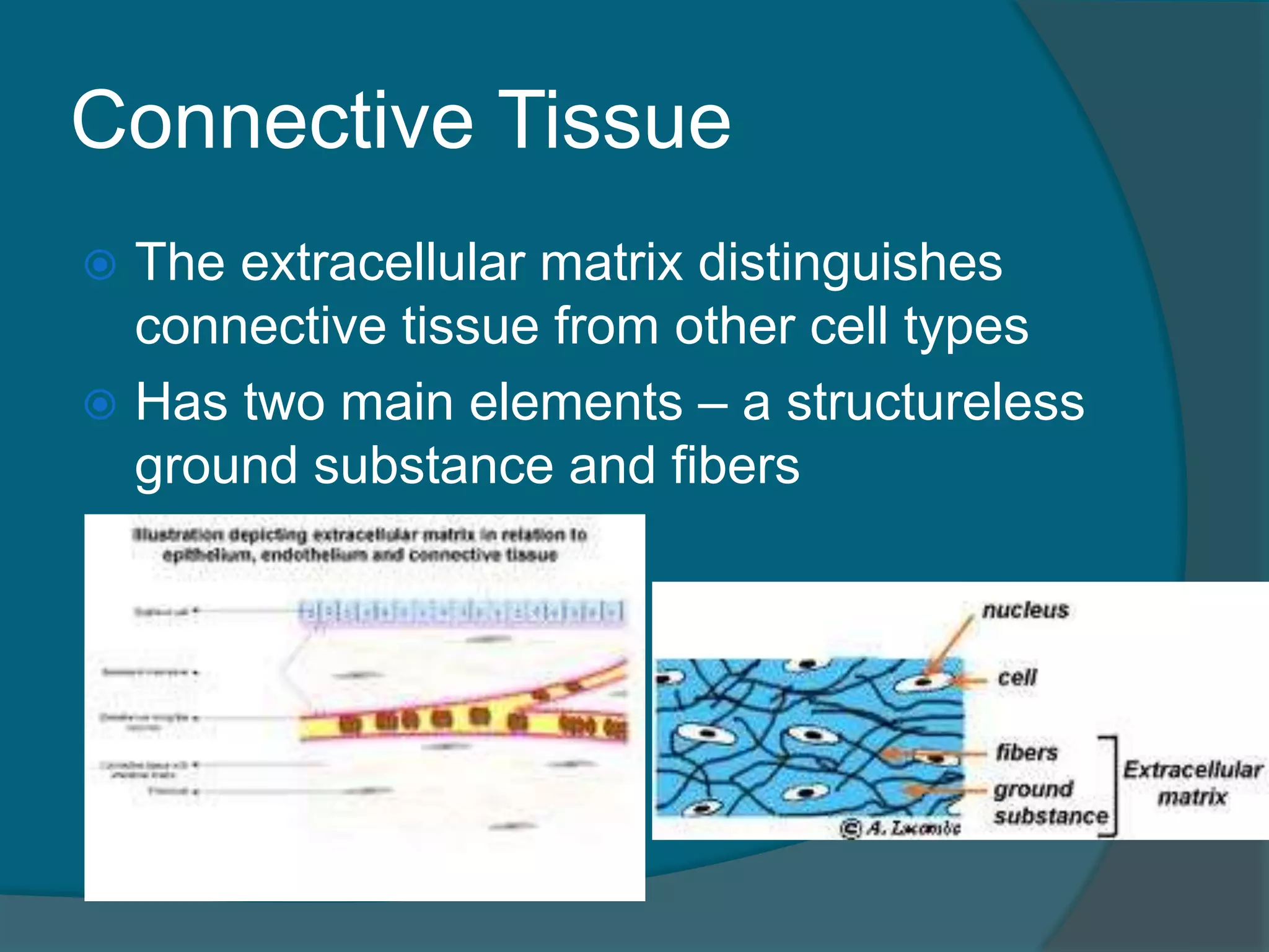 Connective Tissue
 The extracellular matrix distinguishes
connective tissue from other cell types
 Has two main elements – a structureless
ground substance and fibers
 