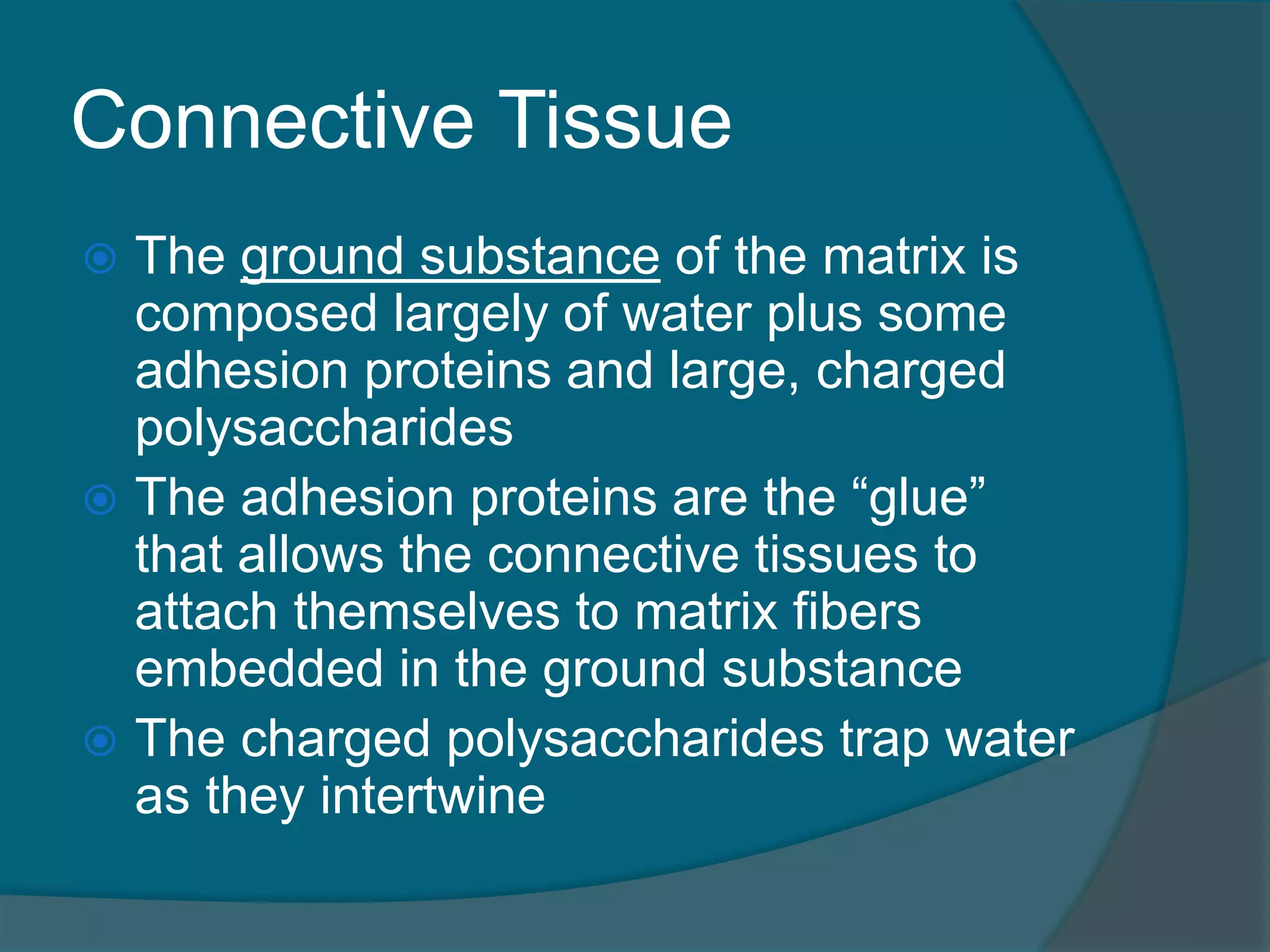 Connective Tissue
 The ground substance of the matrix is
composed largely of water plus some
adhesion proteins and large, charged
polysaccharides
 The adhesion proteins are the “glue”
that allows the connective tissues to
attach themselves to matrix fibers
embedded in the ground substance
 The charged polysaccharides trap water
as they intertwine
 