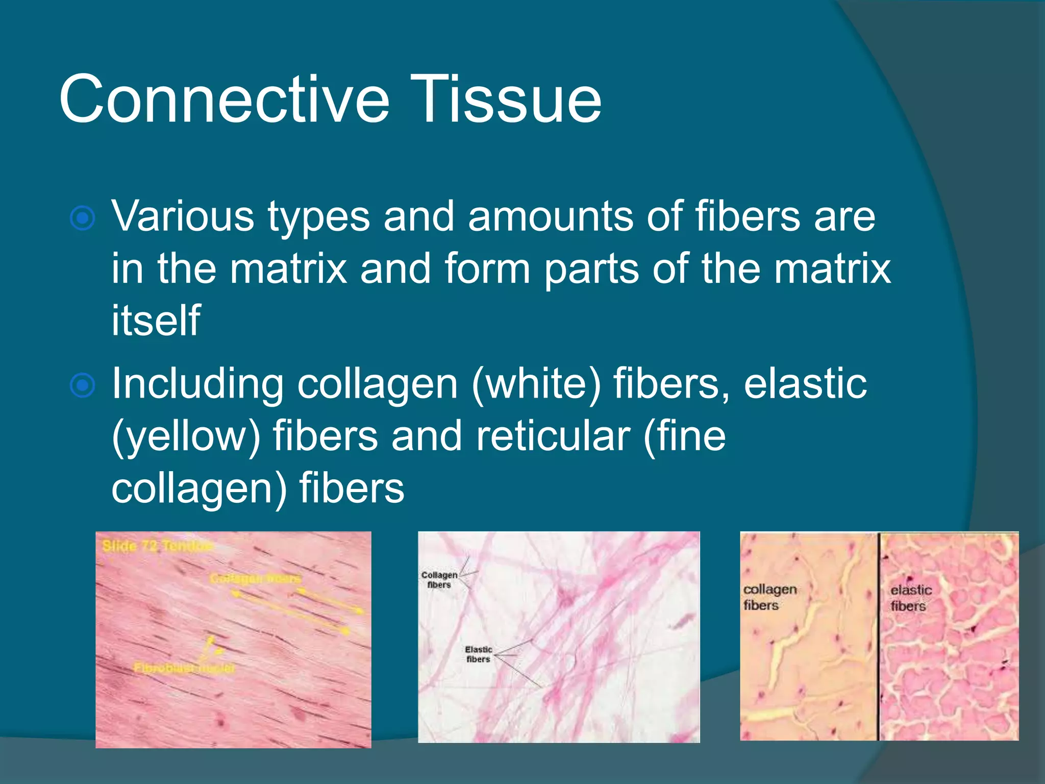 Connective Tissue
 Various types and amounts of fibers are
in the matrix and form parts of the matrix
itself
 Including collagen (white) fibers, elastic
(yellow) fibers and reticular (fine
collagen) fibers
 