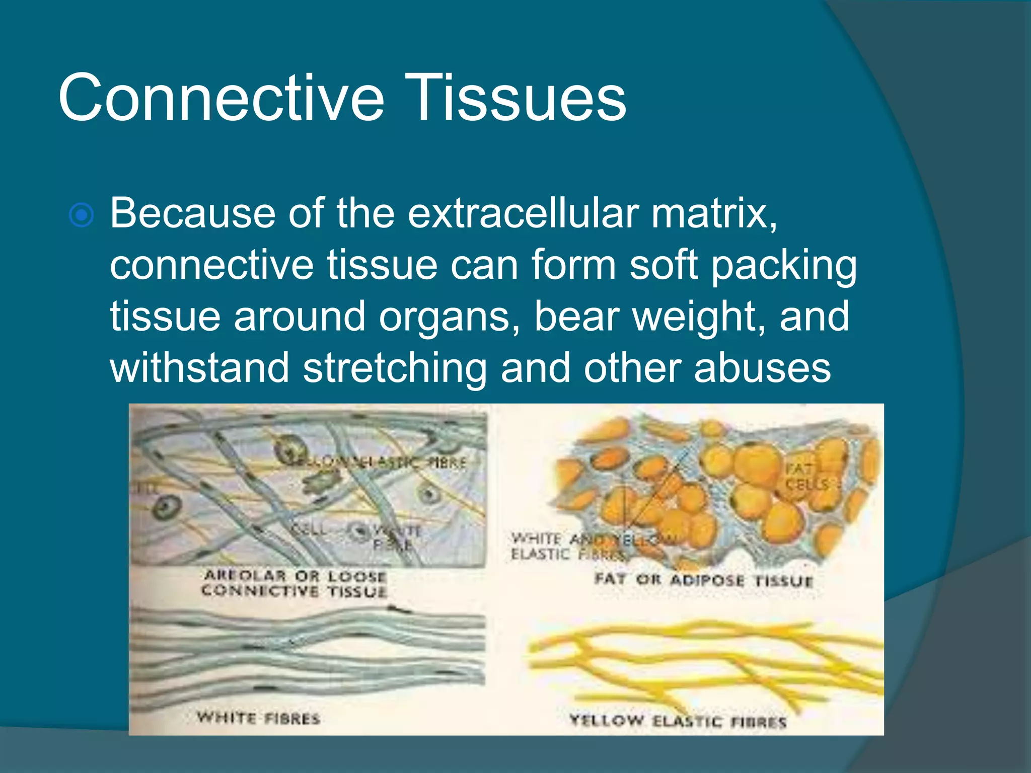 Connective Tissues
 Because of the extracellular matrix,
connective tissue can form soft packing
tissue around organs, bear weight, and
withstand stretching and other abuses
 