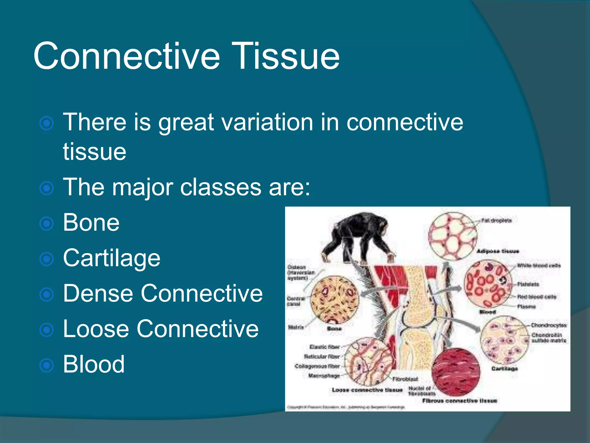 Connective Tissue
 There is great variation in connective
tissue
 The major classes are:
 Bone
 Cartilage
 Dense Connective
 Loose Connective
 Blood
 