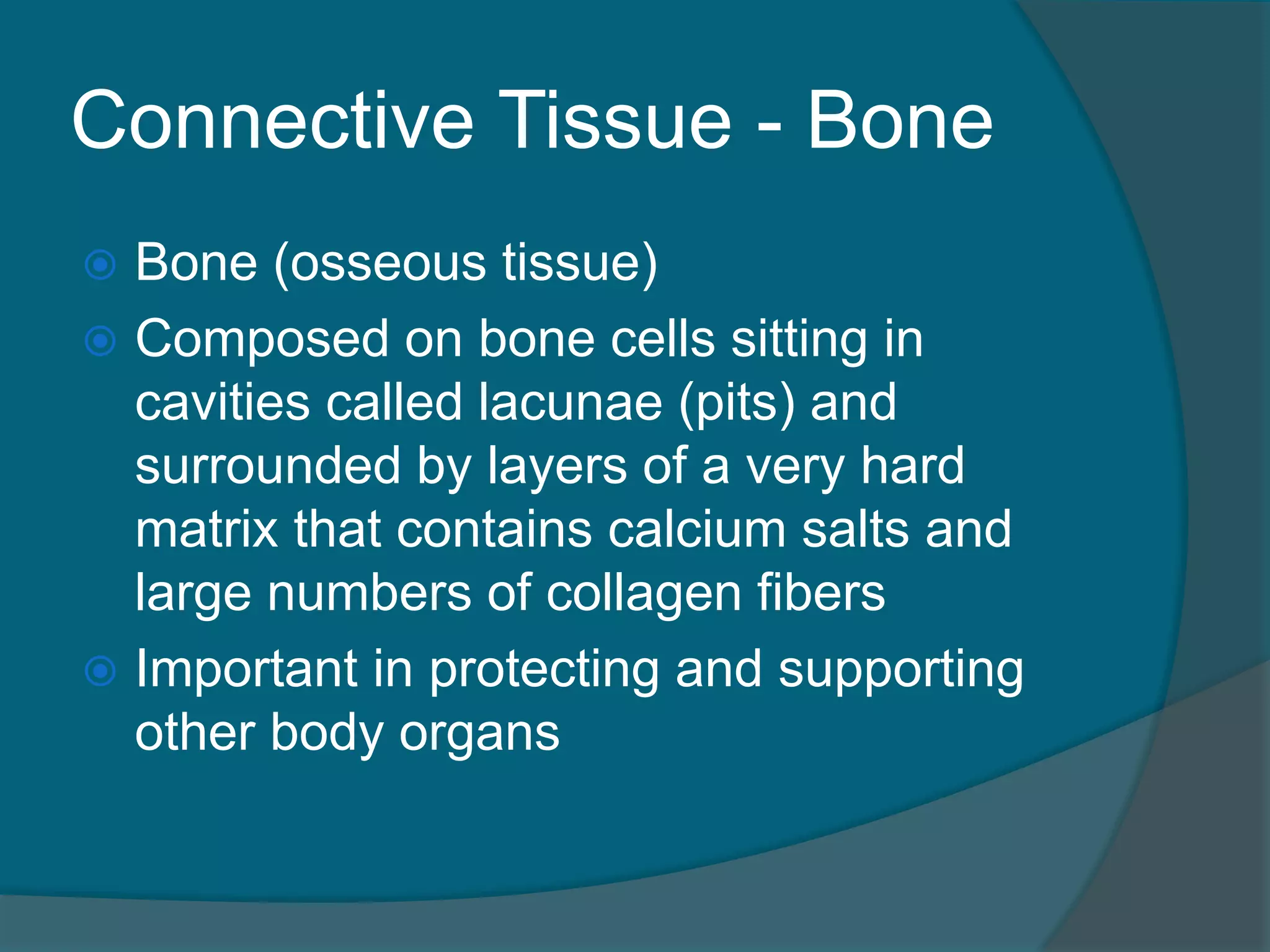 Connective Tissue - Bone
 Bone (osseous tissue)
 Composed on bone cells sitting in
cavities called lacunae (pits) and
surrounded by layers of a very hard
matrix that contains calcium salts and
large numbers of collagen fibers
 Important in protecting and supporting
other body organs
 