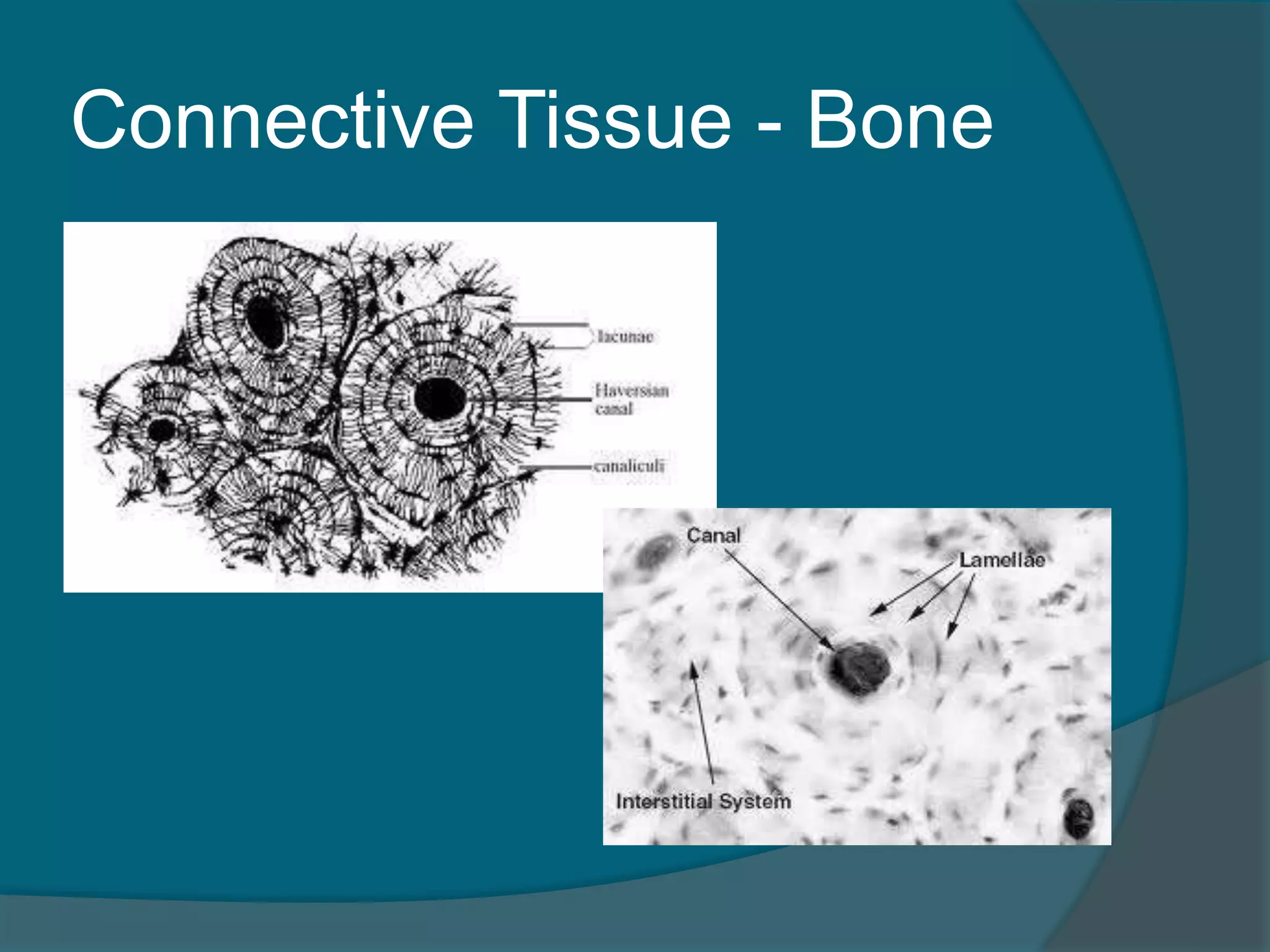 Connective Tissue - Bone
 