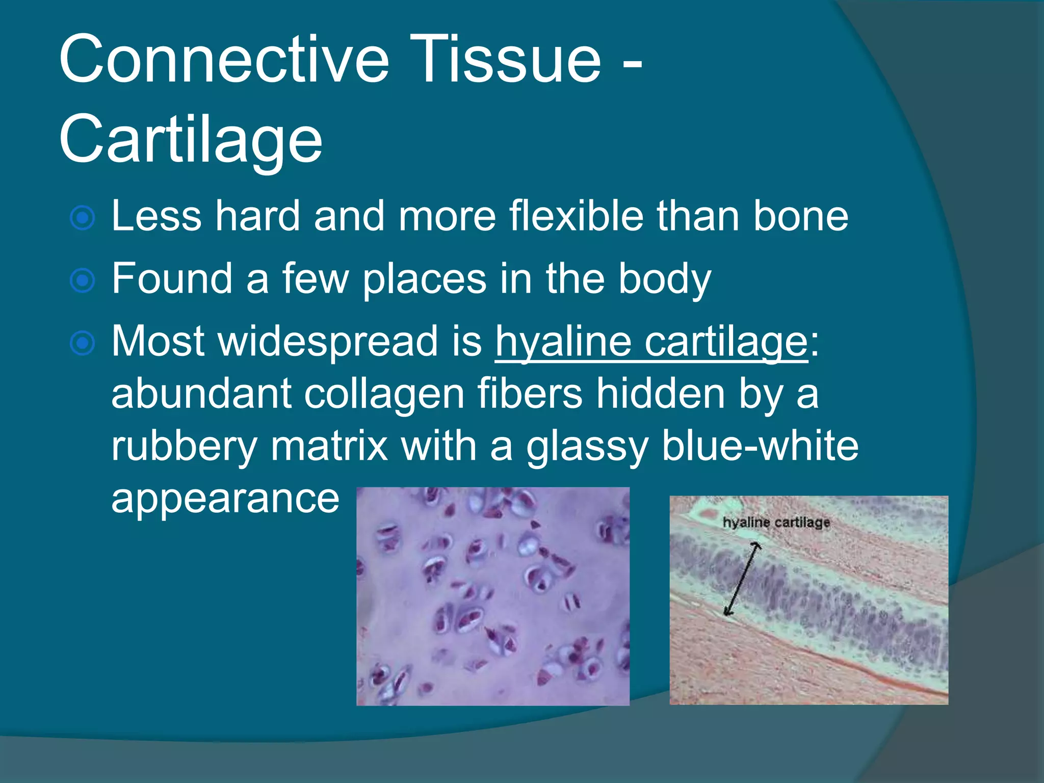 Connective Tissue -
Cartilage
 Less hard and more flexible than bone
 Found a few places in the body
 Most widespread is hyaline cartilage:
abundant collagen fibers hidden by a
rubbery matrix with a glassy blue-white
appearance
 
