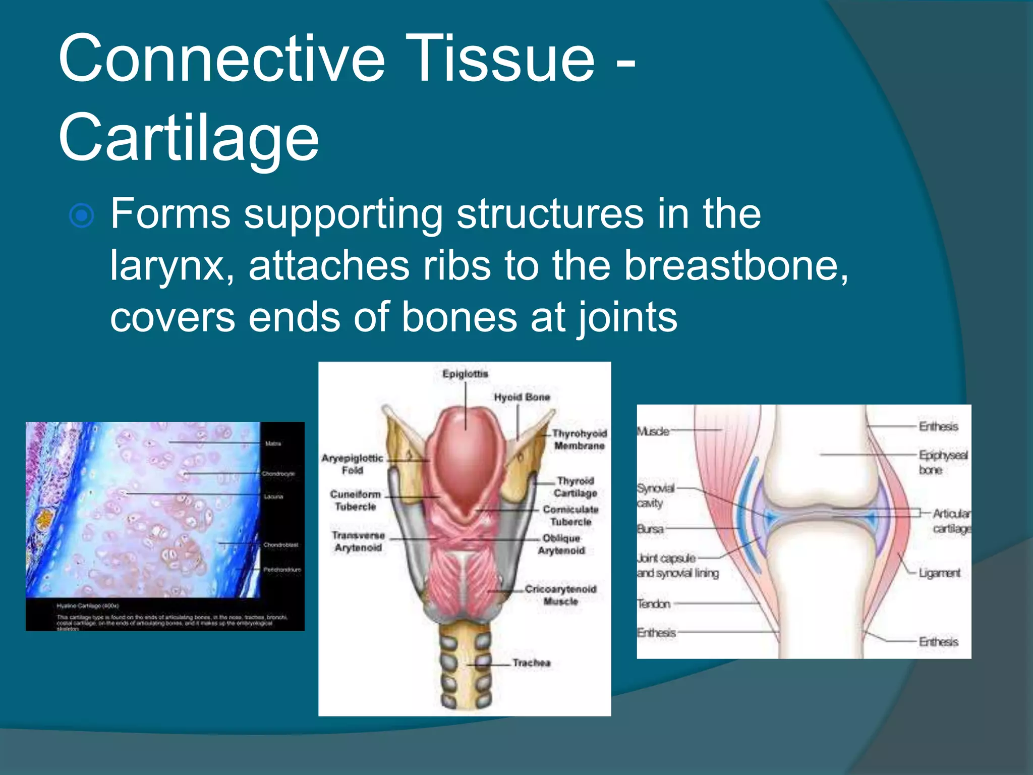 Connective Tissue -
Cartilage
 Forms supporting structures in the
larynx, attaches ribs to the breastbone,
covers ends of bones at joints
 
