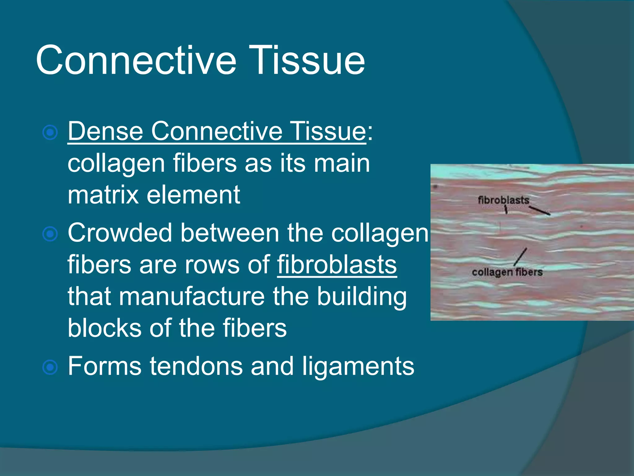 Connective Tissue
 Dense Connective Tissue:
collagen fibers as its main
matrix element
 Crowded between the collagen
fibers are rows of fibroblasts
that manufacture the building
blocks of the fibers
 Forms tendons and ligaments
 
