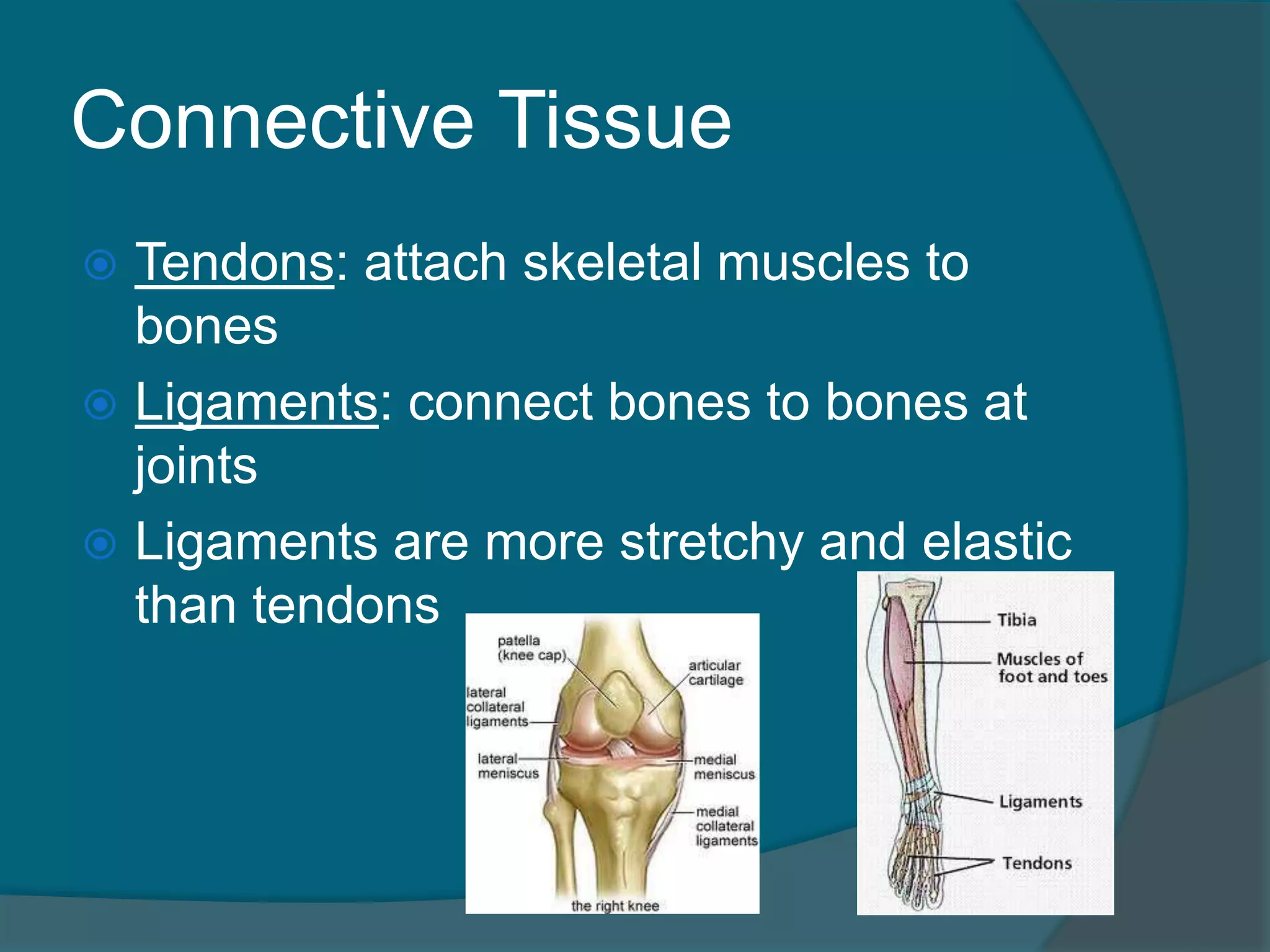 Connective Tissue
 Tendons: attach skeletal muscles to
bones
 Ligaments: connect bones to bones at
joints
 Ligaments are more stretchy and elastic
than tendons
 