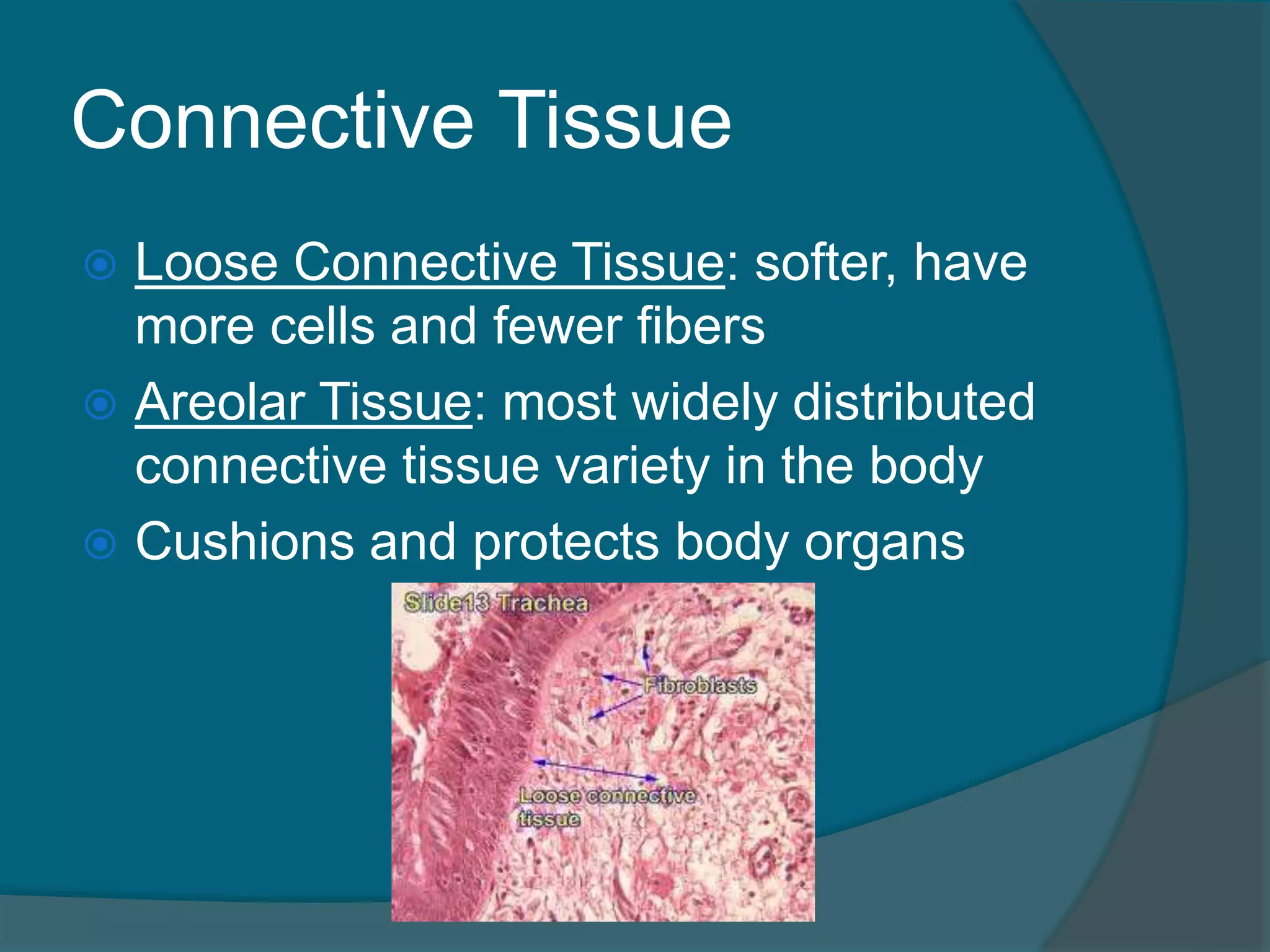 Connective Tissue
 Loose Connective Tissue: softer, have
more cells and fewer fibers
 Areolar Tissue: most widely distributed
connective tissue variety in the body
 Cushions and protects body organs
 
