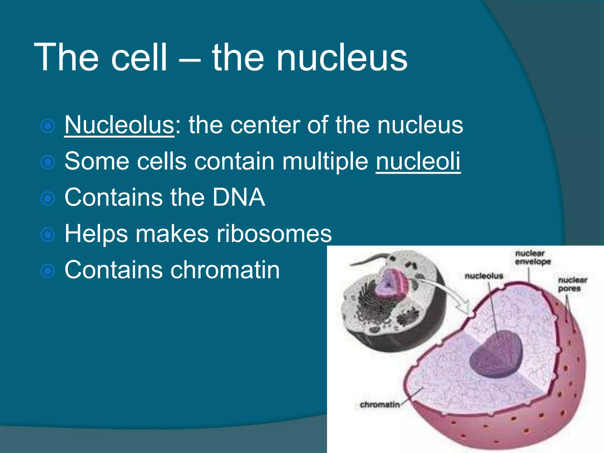 The cell – the nucleus
 Nucleolus: the center of the nucleus
 Some cells contain multiple nucleoli
 Contains the DNA
 Helps makes ribosomes
 Contains chromatin
 