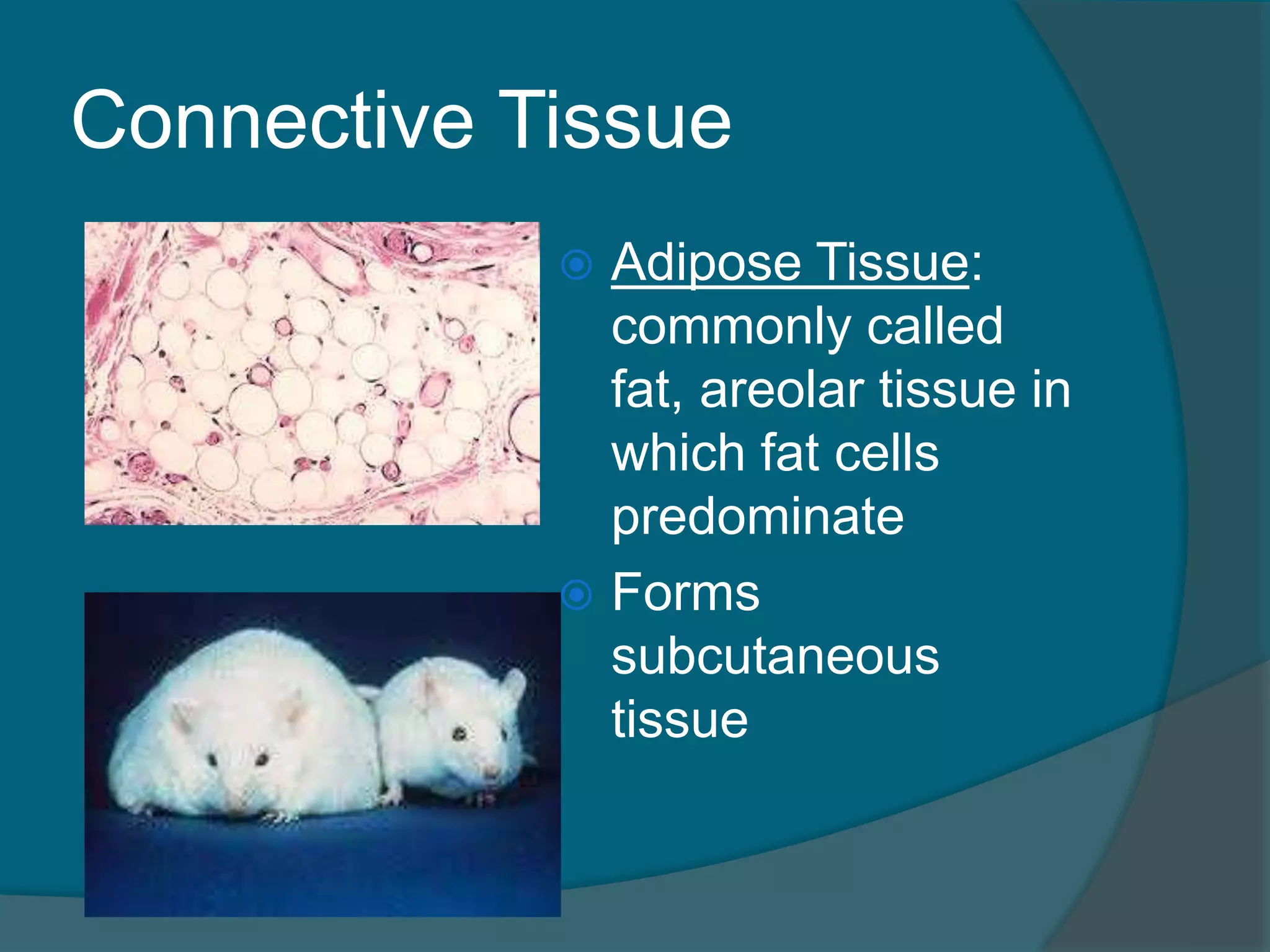 Connective Tissue
 Adipose Tissue:
commonly called
fat, areolar tissue in
which fat cells
predominate
 Forms
subcutaneous
tissue
 