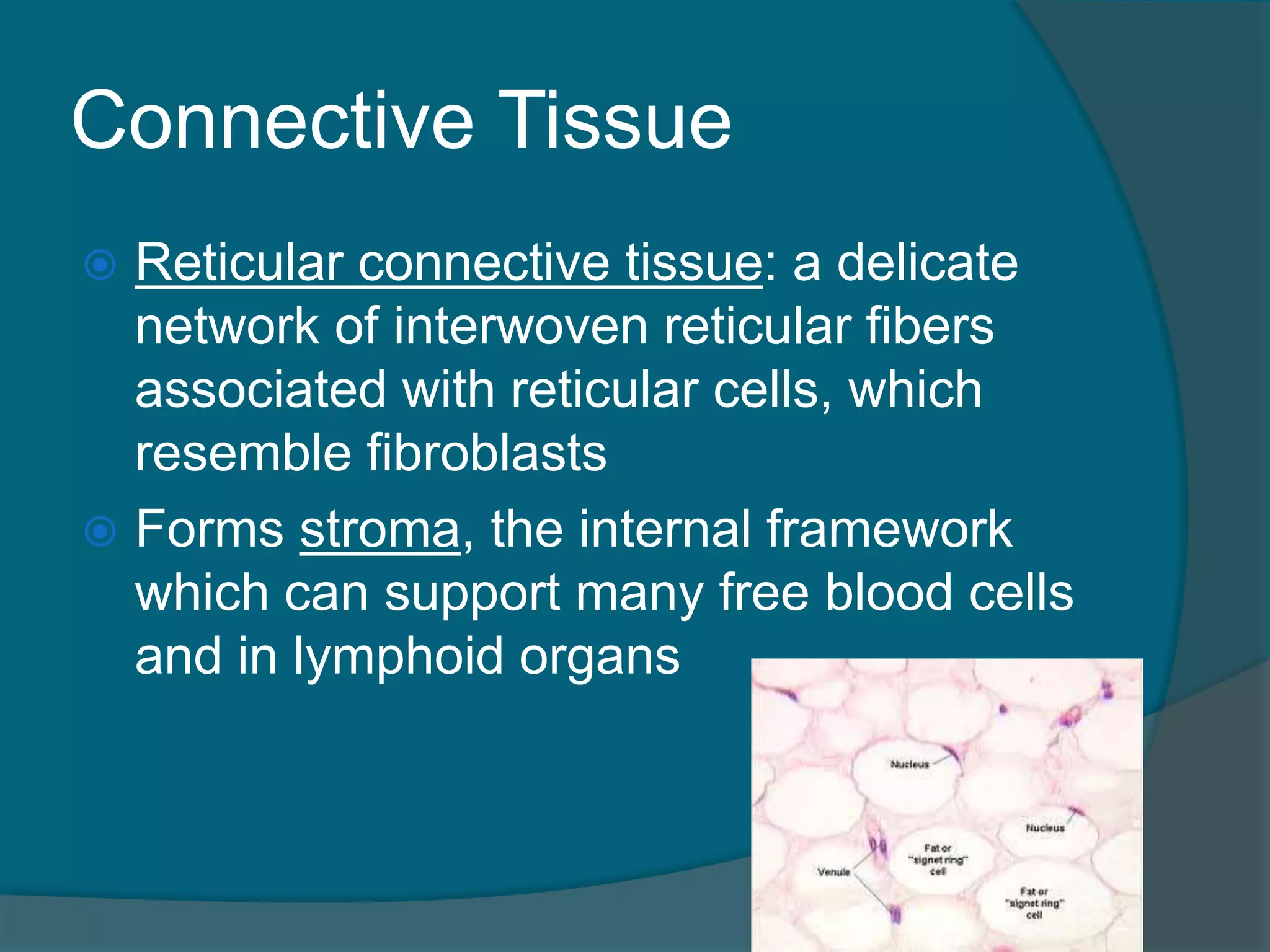 Connective Tissue
 Reticular connective tissue: a delicate
network of interwoven reticular fibers
associated with reticular cells, which
resemble fibroblasts
 Forms stroma, the internal framework
which can support many free blood cells
and in lymphoid organs
 