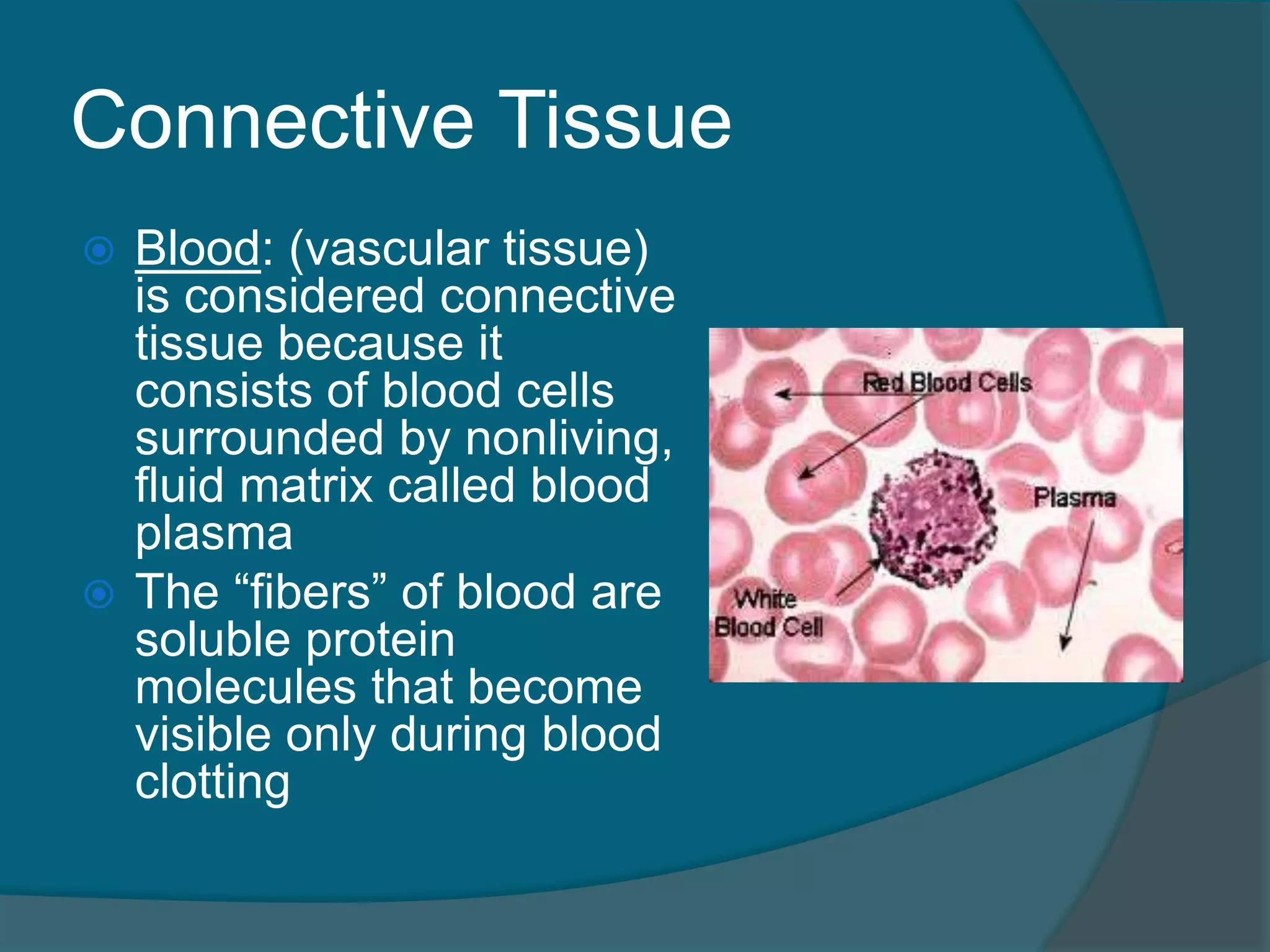 Connective Tissue
 Blood: (vascular tissue)
is considered connective
tissue because it
consists of blood cells
surrounded by nonliving,
fluid matrix called blood
plasma
 The “fibers” of blood are
soluble protein
molecules that become
visible only during blood
clotting
 