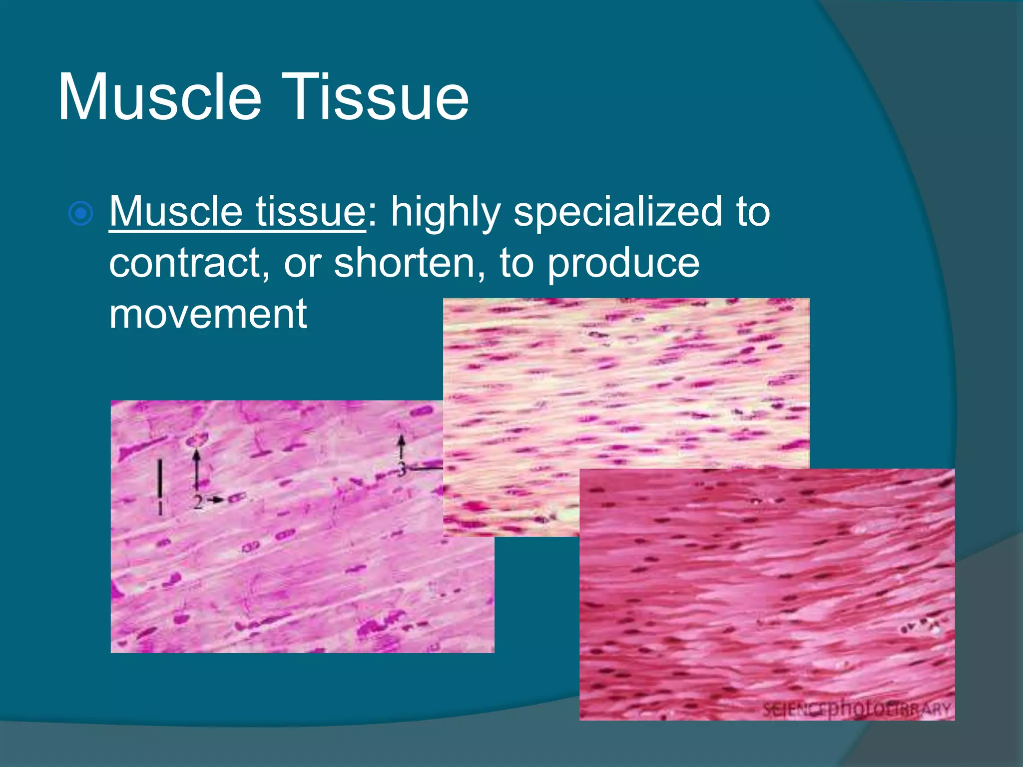 Muscle Tissue
 Muscle tissue: highly specialized to
contract, or shorten, to produce
movement
 