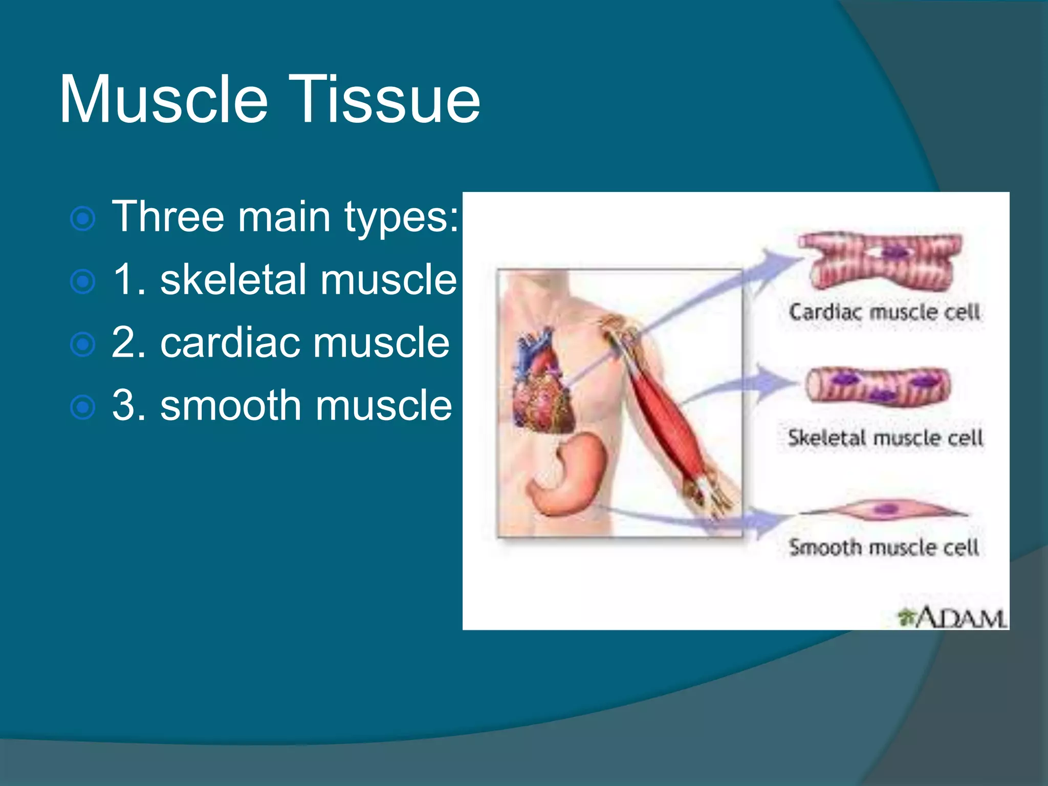 Muscle Tissue
 Three main types:
 1. skeletal muscle
 2. cardiac muscle
 3. smooth muscle
 