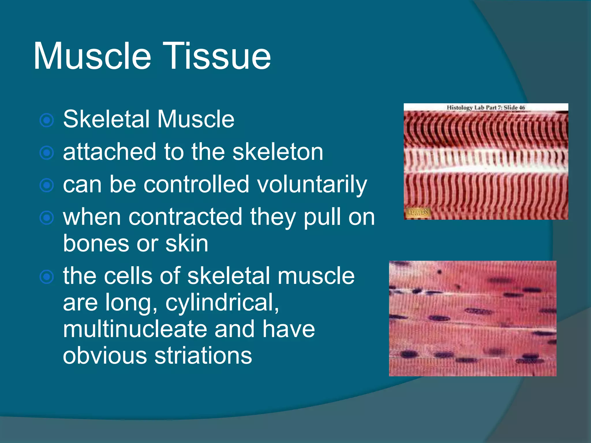 Muscle Tissue
 Skeletal Muscle
 attached to the skeleton
 can be controlled voluntarily
 when contracted they pull on
bones or skin
 the cells of skeletal muscle
are long, cylindrical,
multinucleate and have
obvious striations
 
