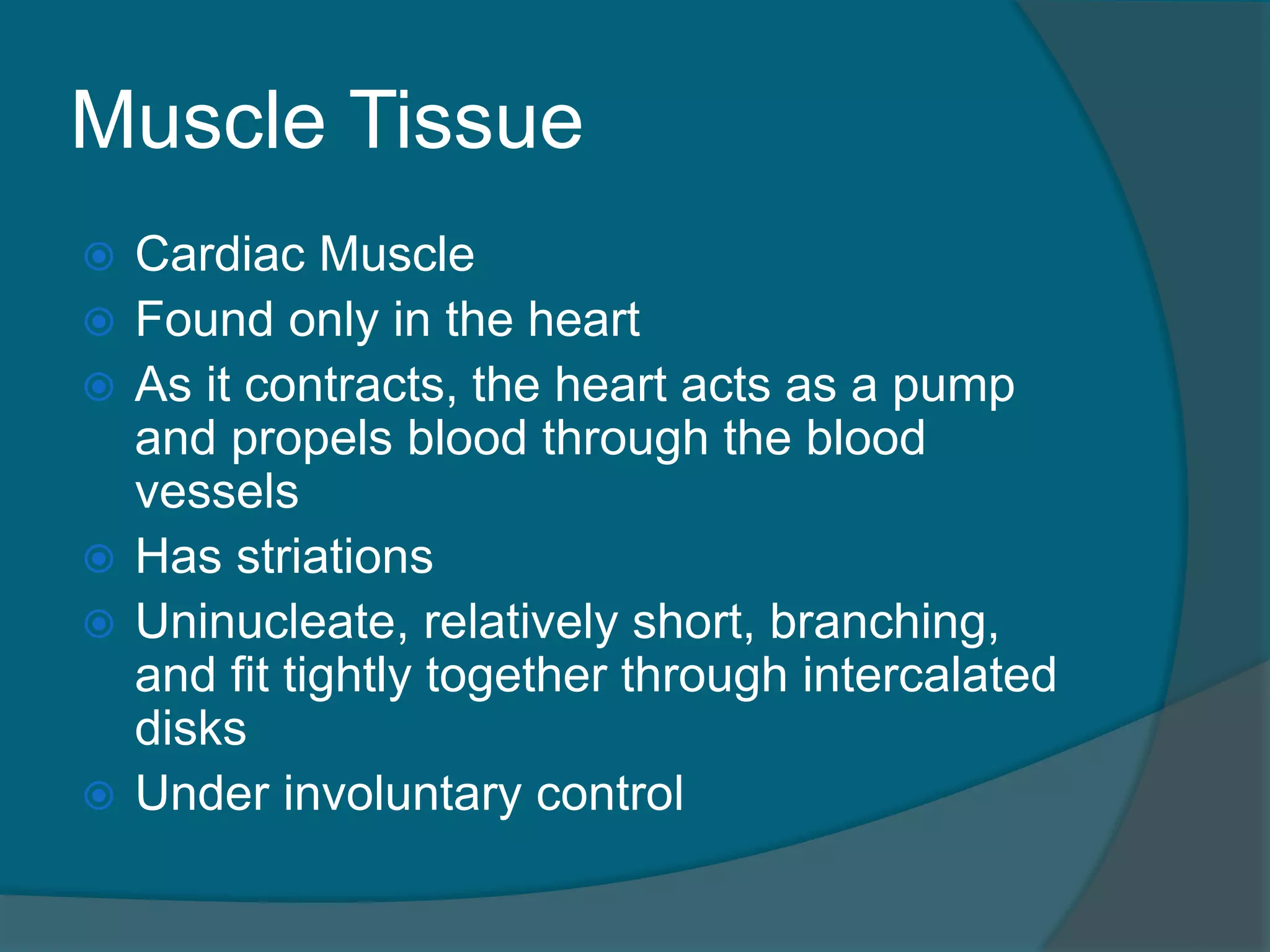 Muscle Tissue
 Cardiac Muscle
 Found only in the heart
 As it contracts, the heart acts as a pump
and propels blood through the blood
vessels
 Has striations
 Uninucleate, relatively short, branching,
and fit tightly together through intercalated
disks
 Under involuntary control
 