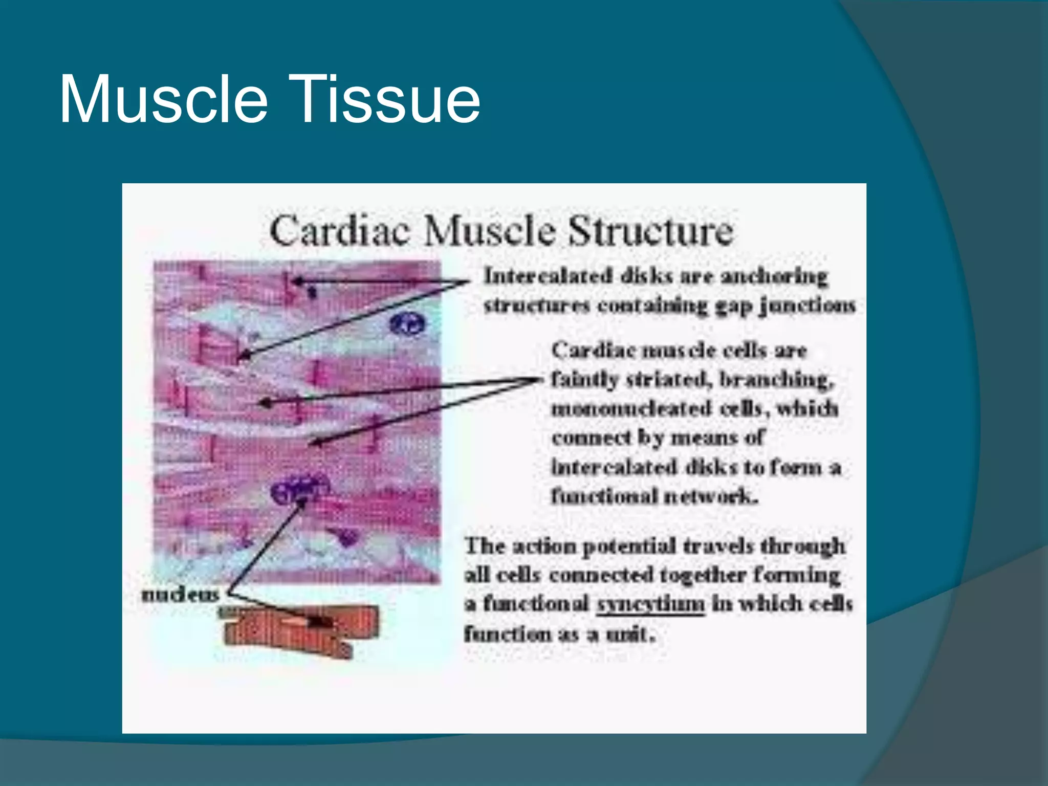 Muscle Tissue
 