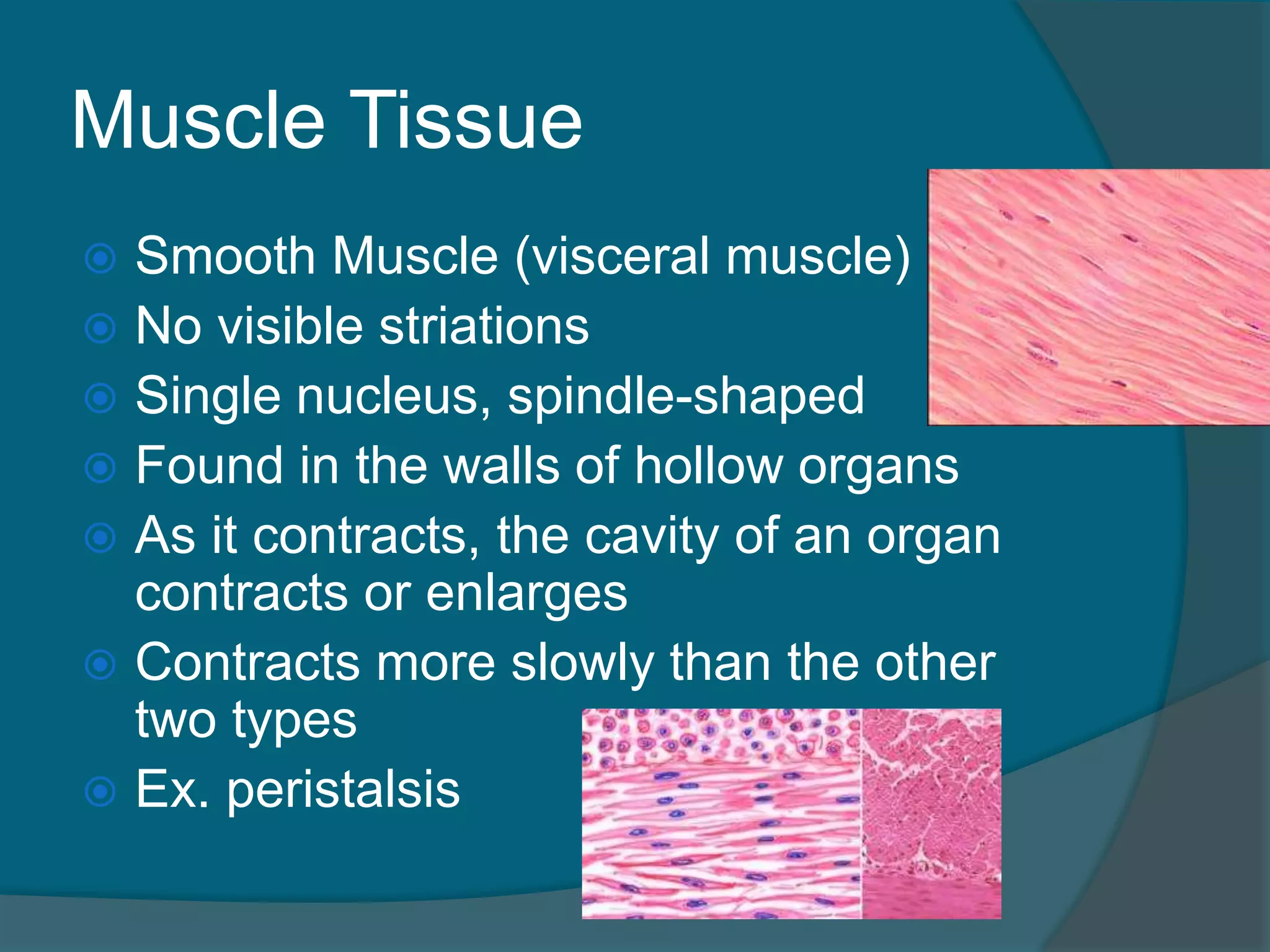 Muscle Tissue
 Smooth Muscle (visceral muscle)
 No visible striations
 Single nucleus, spindle-shaped
 Found in the walls of hollow organs
 As it contracts, the cavity of an organ
contracts or enlarges
 Contracts more slowly than the other
two types
 Ex. peristalsis
 