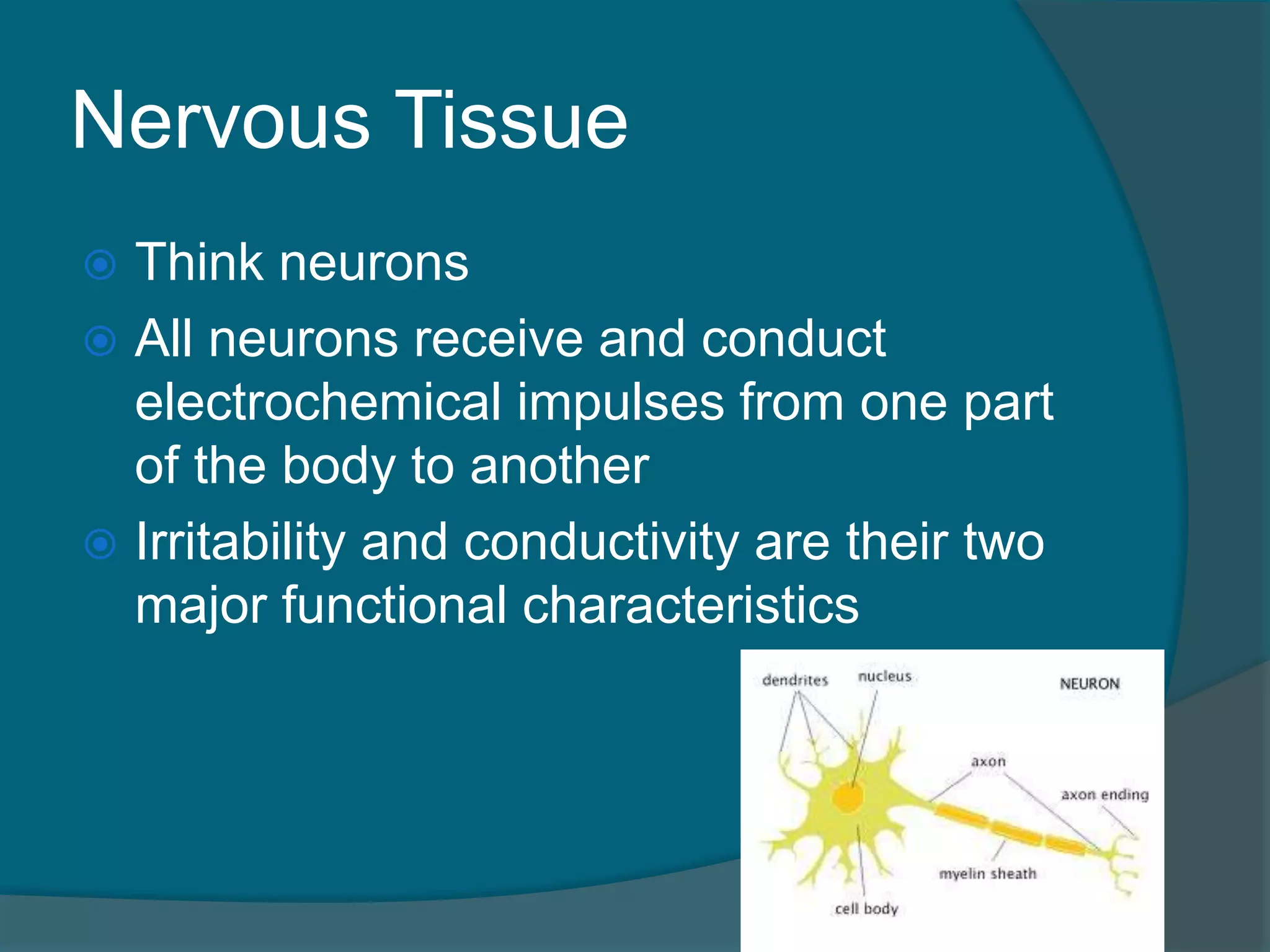 Nervous Tissue
 Think neurons
 All neurons receive and conduct
electrochemical impulses from one part
of the body to another
 Irritability and conductivity are their two
major functional characteristics
 