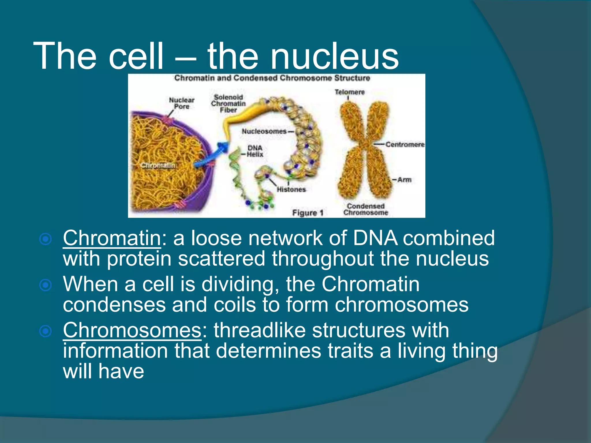 The cell – the nucleus
 Chromatin: a loose network of DNA combined
with protein scattered throughout the nucleus
 When a cell is dividing, the Chromatin
condenses and coils to form chromosomes
 Chromosomes: threadlike structures with
information that determines traits a living thing
will have
 