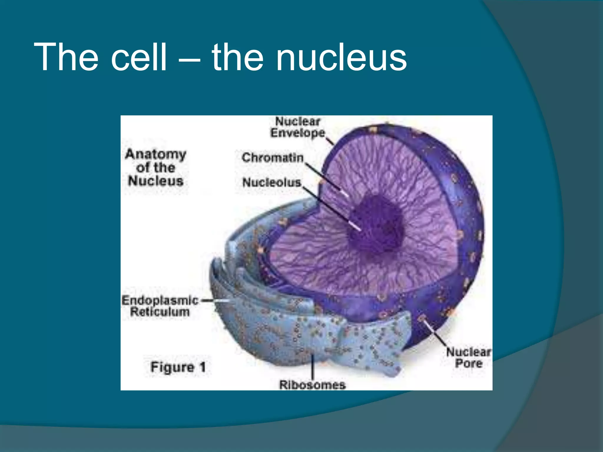 The cell – the nucleus
 