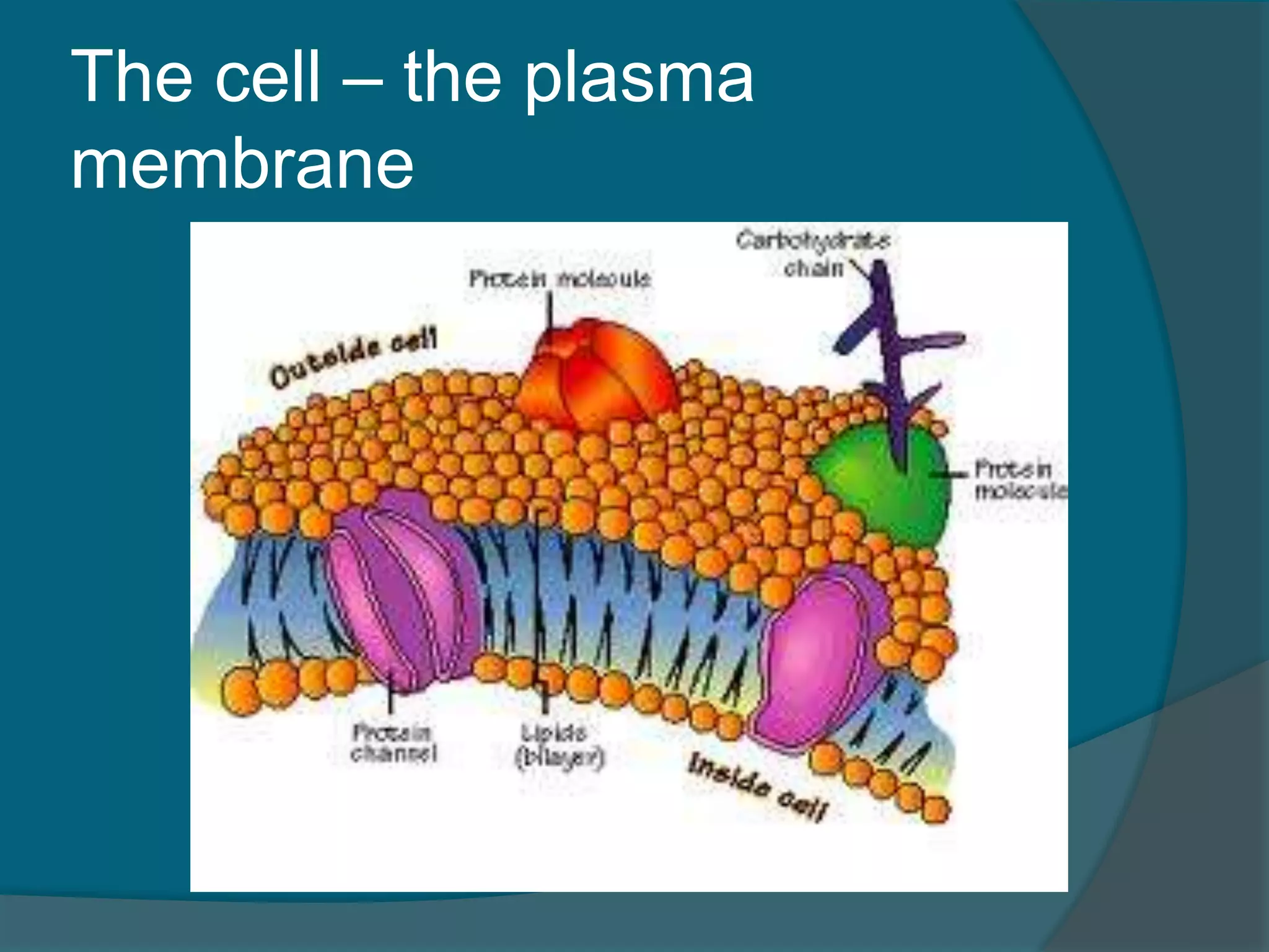 The cell – the plasma
membrane
 