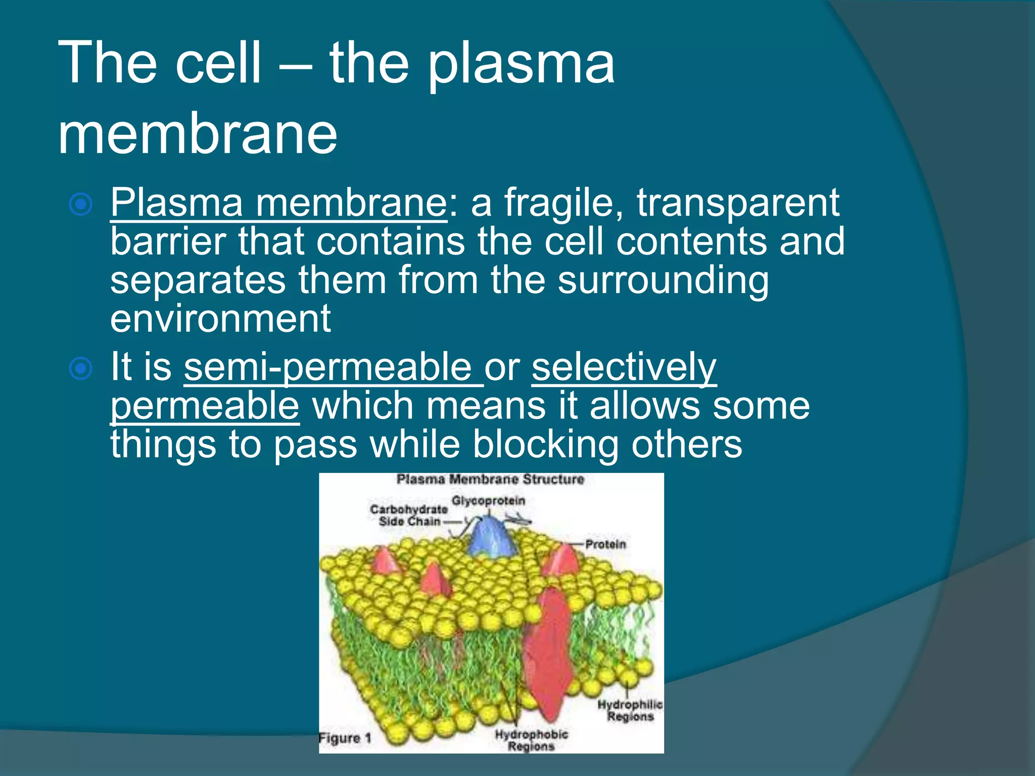 The cell – the plasma
membrane
 Plasma membrane: a fragile, transparent
barrier that contains the cell contents and
separates them from the surrounding
environment
 It is semi-permeable or selectively
permeable which means it allows some
things to pass while blocking others
 