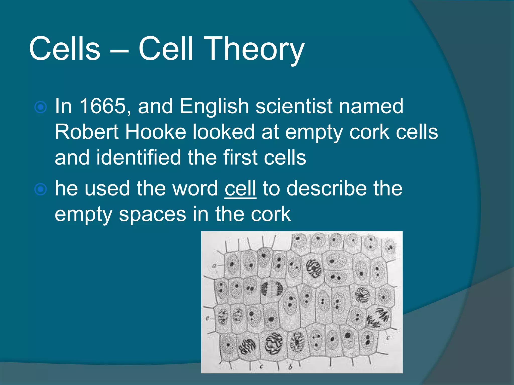 Cells – Cell Theory
 In 1665, and English scientist named
Robert Hooke looked at empty cork cells
and identified the first cells
 he used the word cell to describe the
empty spaces in the cork
 