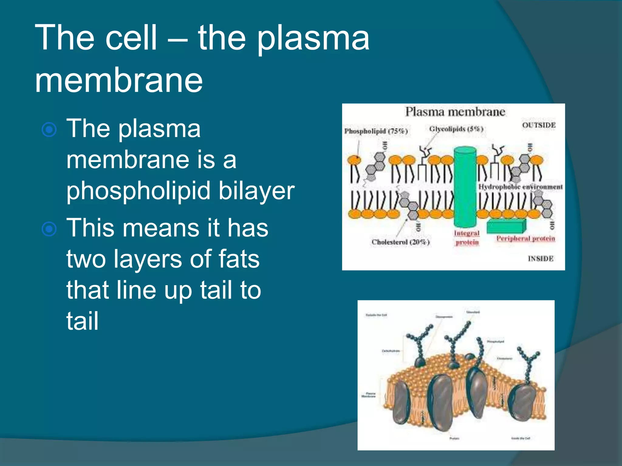 The cell – the plasma
membrane
 The plasma
membrane is a
phospholipid bilayer
 This means it has
two layers of fats
that line up tail to
tail
 