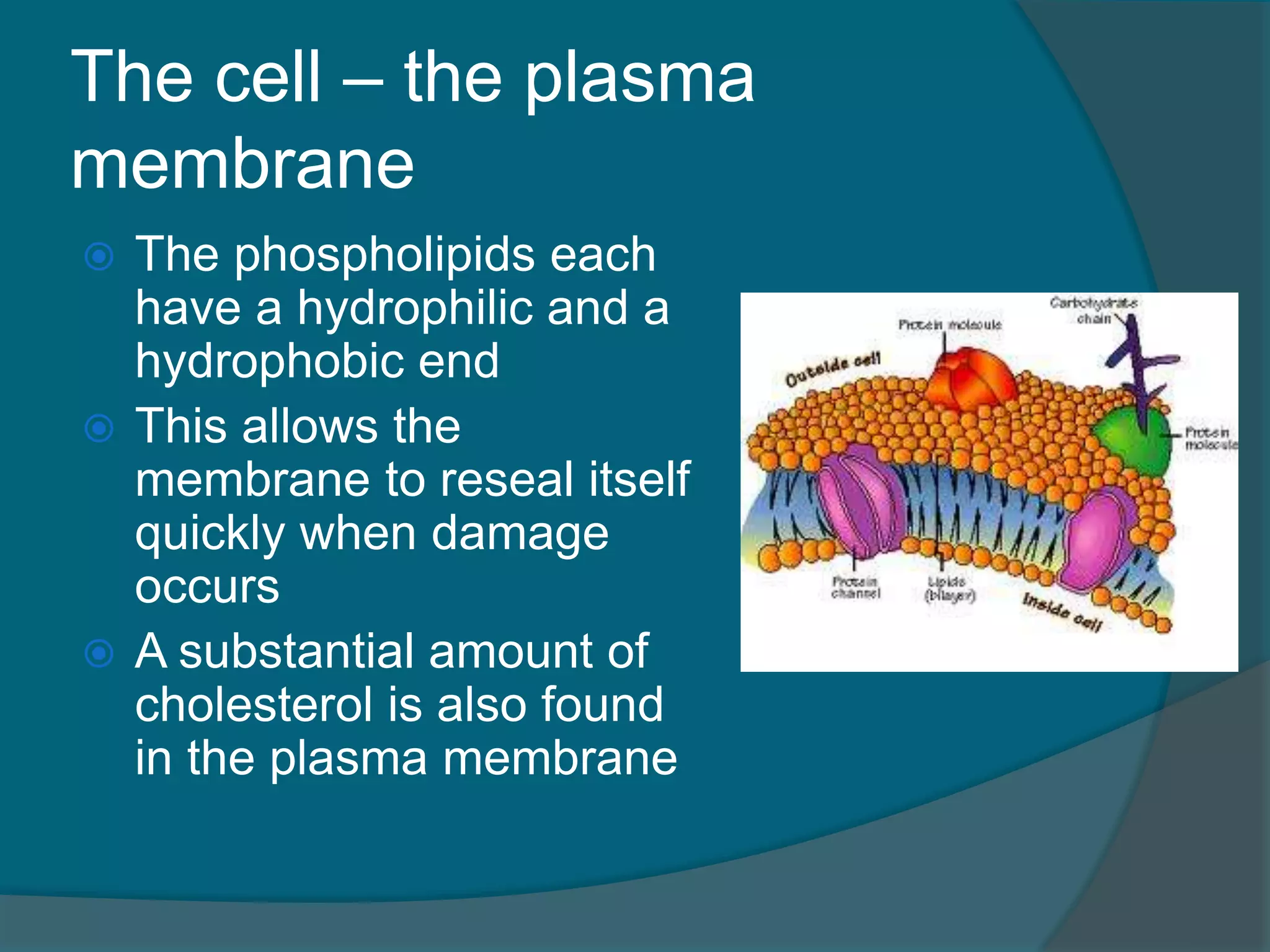 The cell – the plasma
membrane
 The phospholipids each
have a hydrophilic and a
hydrophobic end
 This allows the
membrane to reseal itself
quickly when damage
occurs
 A substantial amount of
cholesterol is also found
in the plasma membrane
 