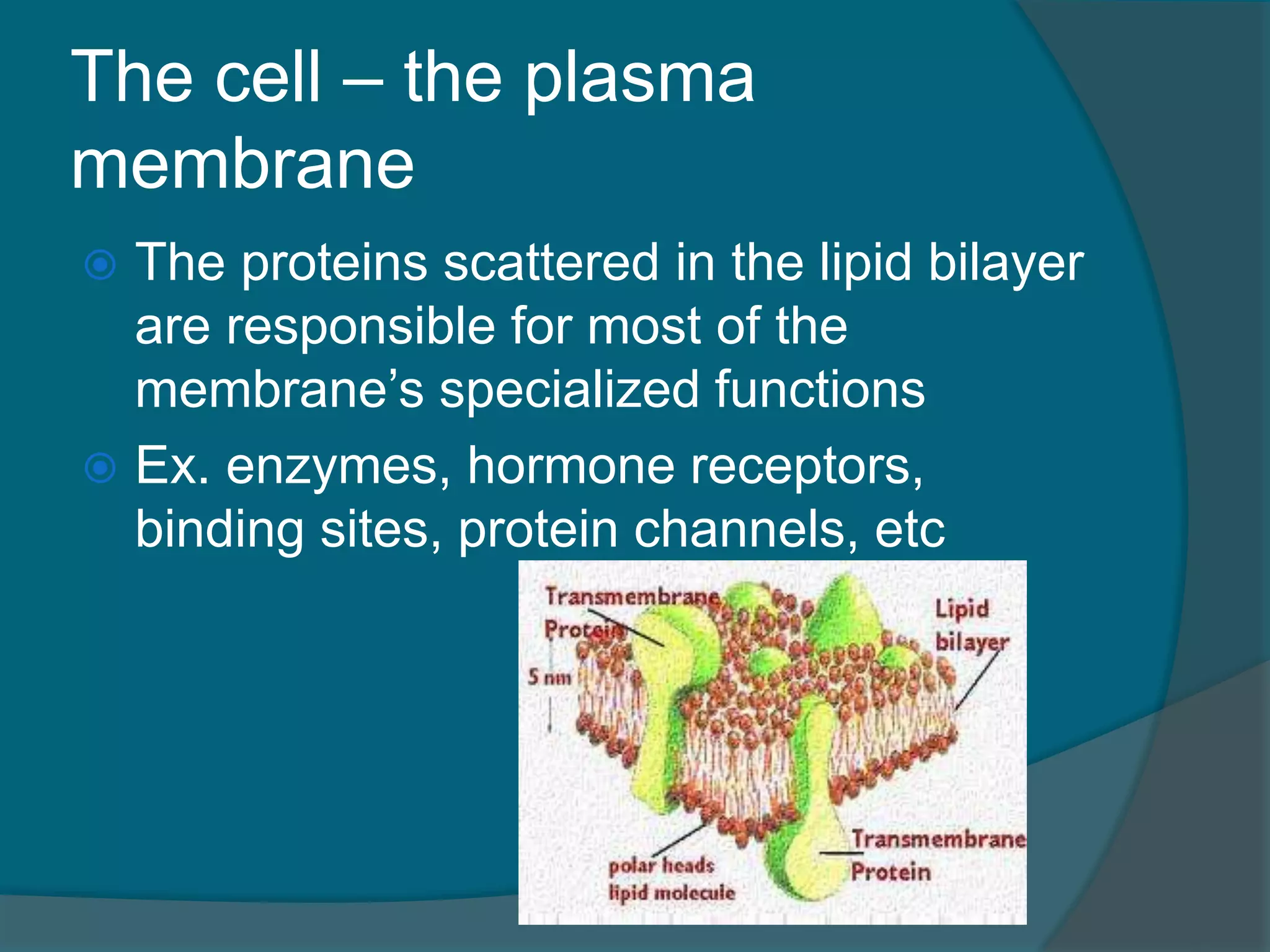 The cell – the plasma
membrane
 The proteins scattered in the lipid bilayer
are responsible for most of the
membrane’s specialized functions
 Ex. enzymes, hormone receptors,
binding sites, protein channels, etc
 