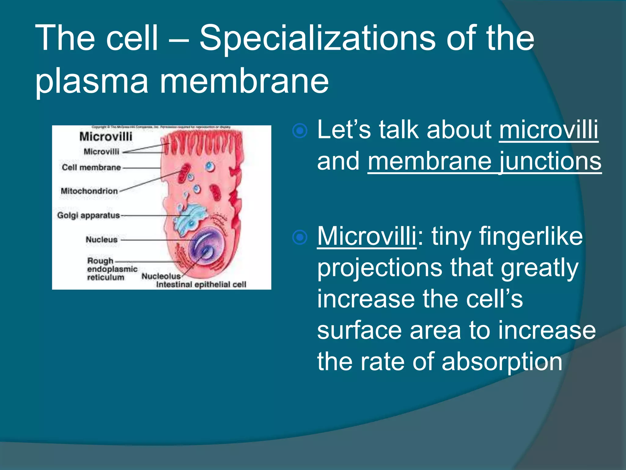 The cell – Specializations of the
plasma membrane
 Let’s talk about microvilli
and membrane junctions
 Microvilli: tiny fingerlike
projections that greatly
increase the cell’s
surface area to increase
the rate of absorption
 