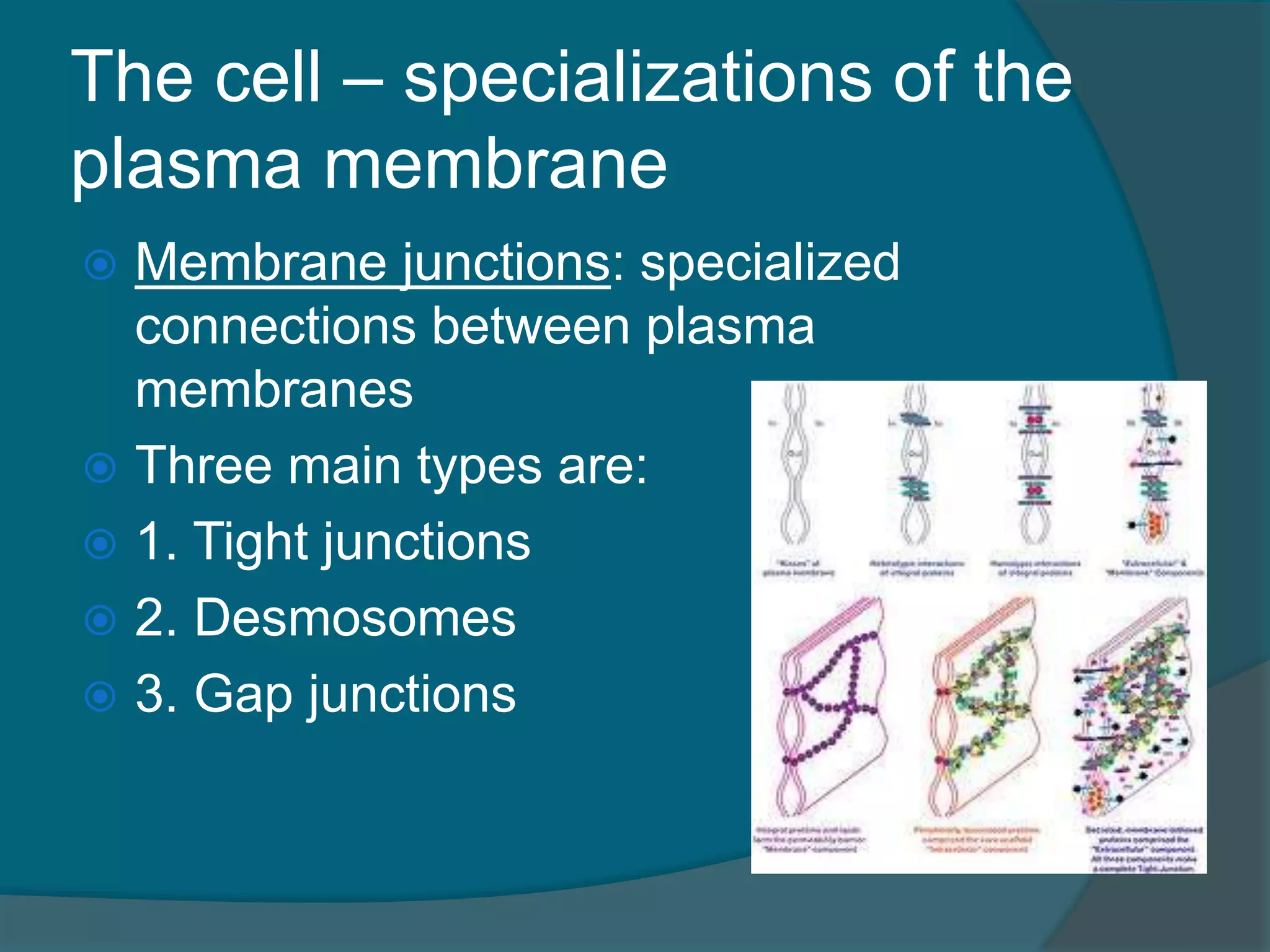 The cell – specializations of the
plasma membrane
 Membrane junctions: specialized
connections between plasma
membranes
 Three main types are:
 1. Tight junctions
 2. Desmosomes
 3. Gap junctions
 