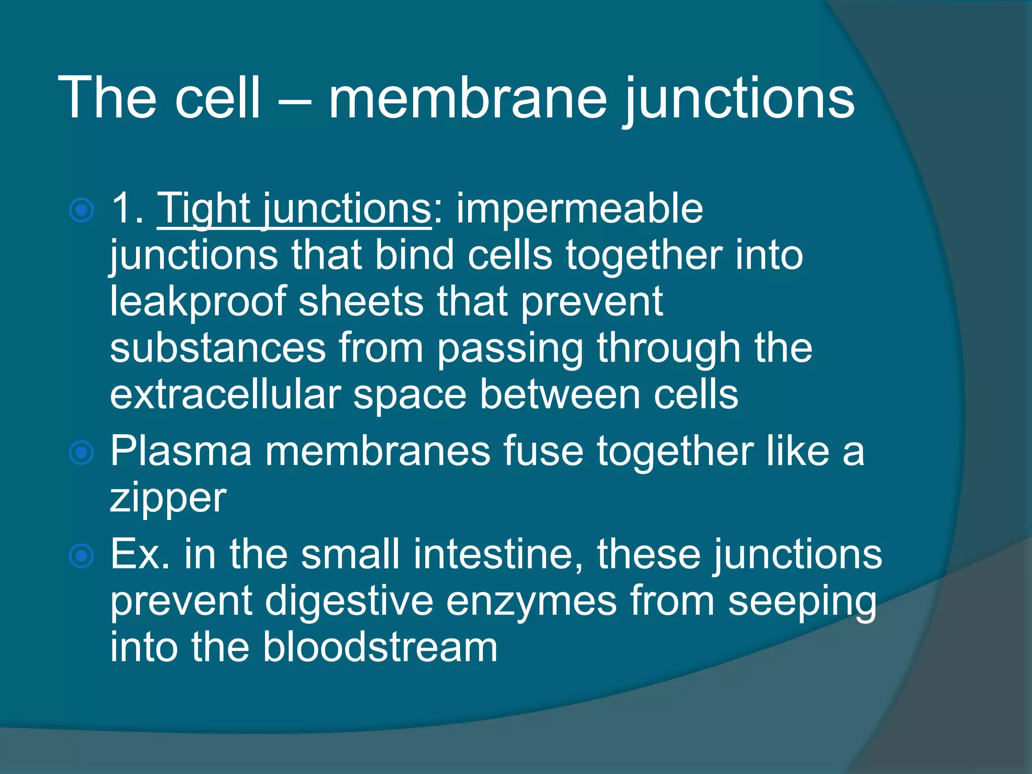 The cell – membrane junctions
 1. Tight junctions: impermeable
junctions that bind cells together into
leakproof sheets that prevent
substances from passing through the
extracellular space between cells
 Plasma membranes fuse together like a
zipper
 Ex. in the small intestine, these junctions
prevent digestive enzymes from seeping
into the bloodstream
 